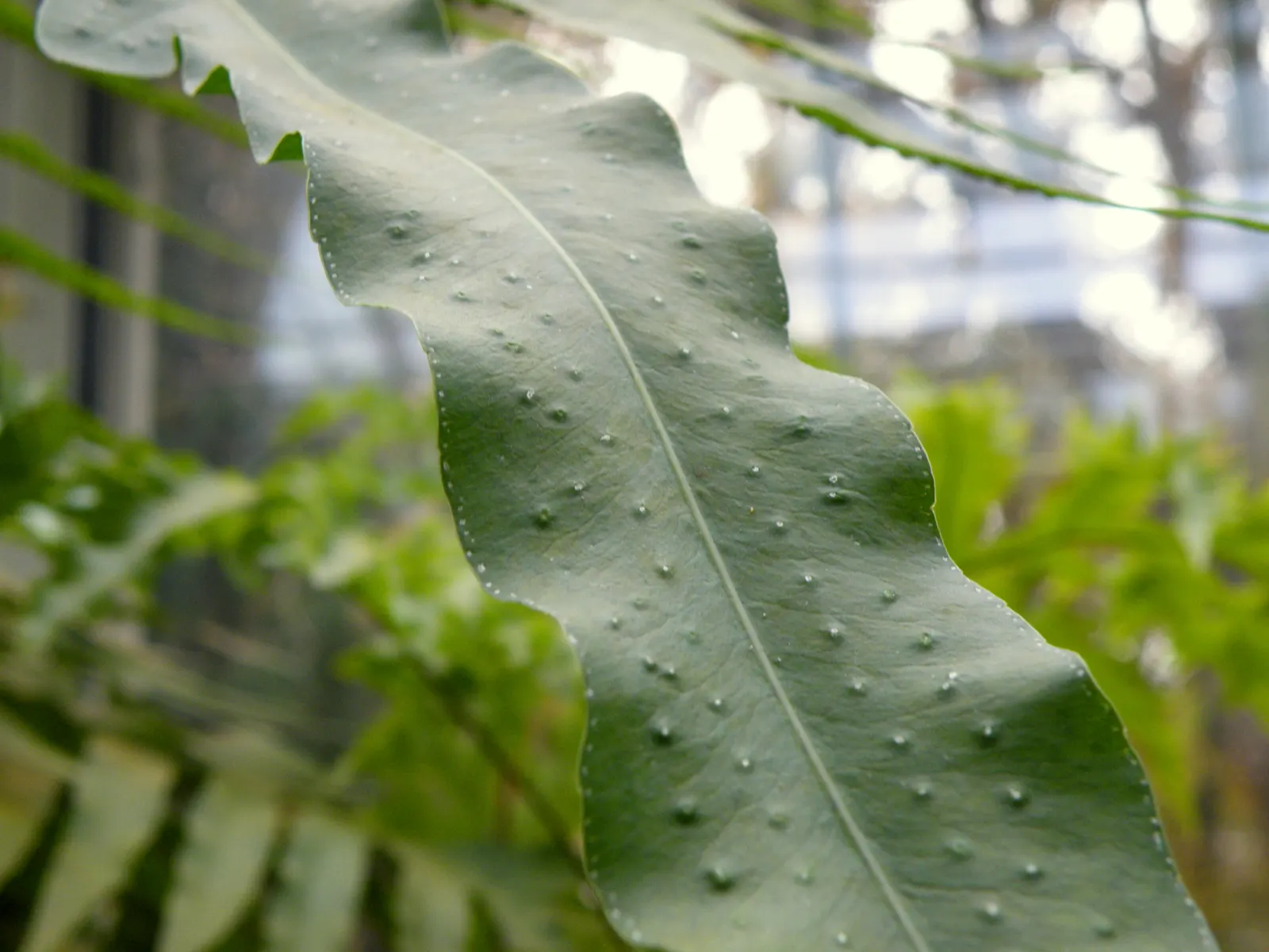 Blue Star Fern (Phlebodium Aureum) — this fern adds a textured