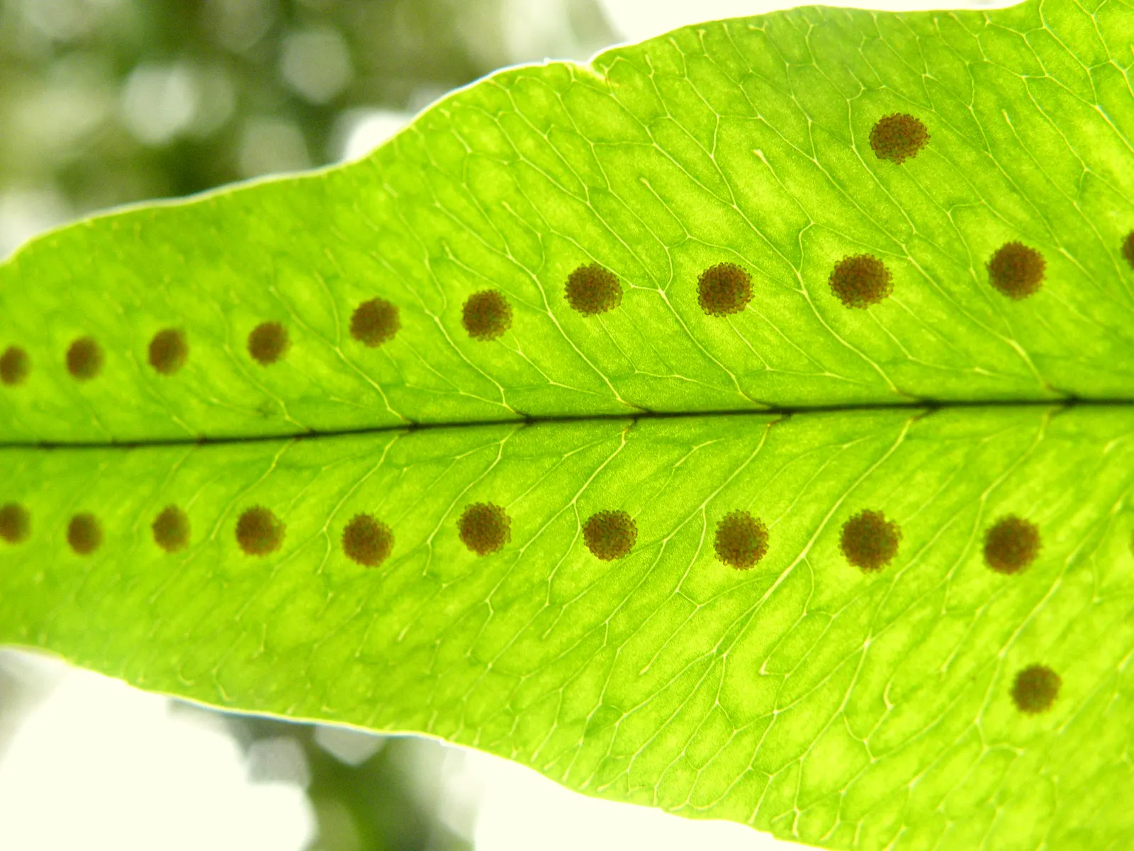 Blue Star Fern (Phlebodium Aureum) — Noteworthy for its ease of care; organic-rich soil with a slightly acidic to neutral pH