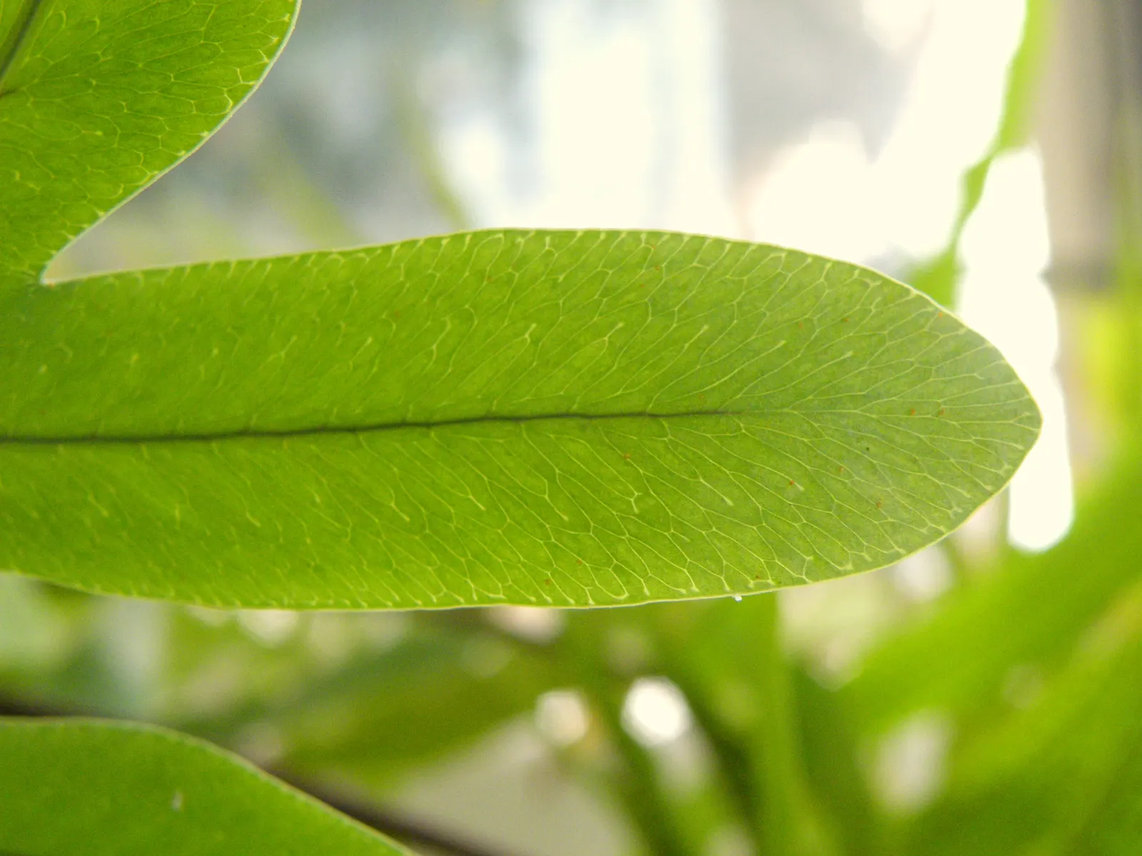 Blue Star Fern (Phlebodium Aureum) — evergreen fern boasting glaucous; tropical fern that brings a touch of serene beauty to garden spaces with its unique