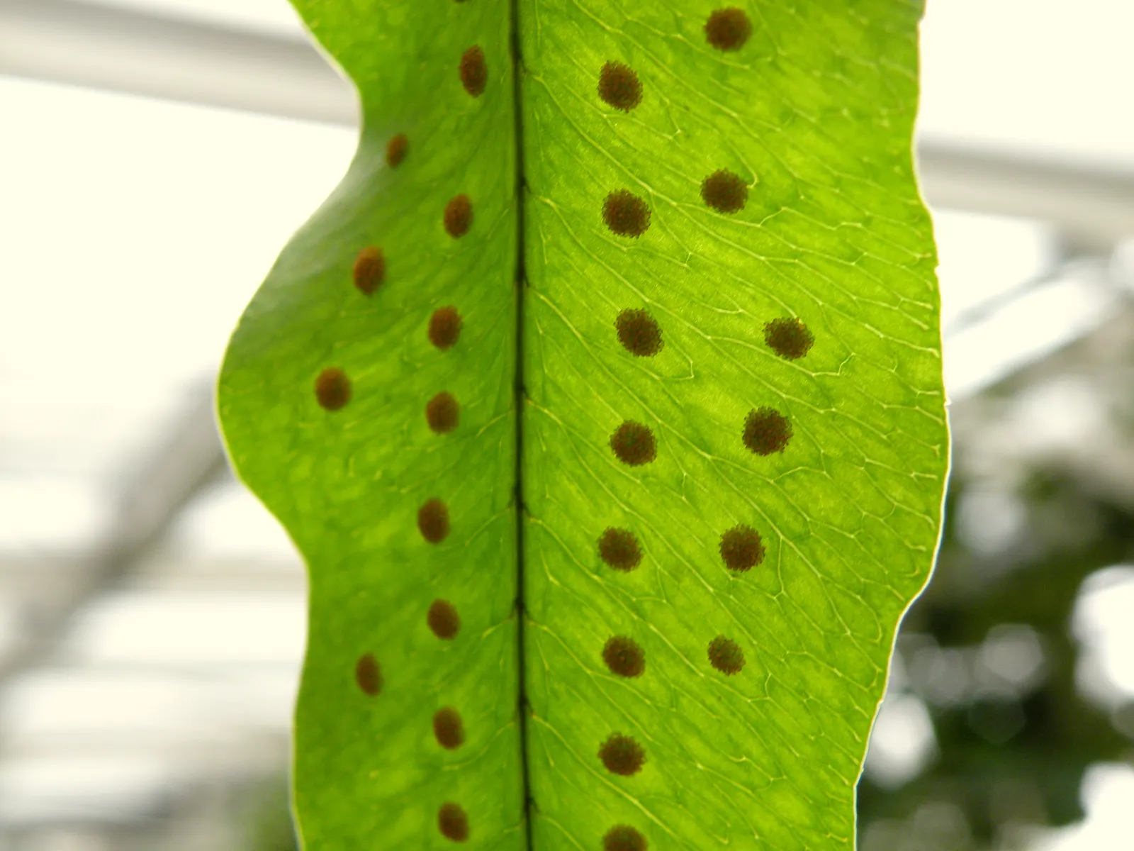 Blue Star Fern (Phlebodium Aureum) — as the Blue Star Fern is not a heavy feeder; a balanced