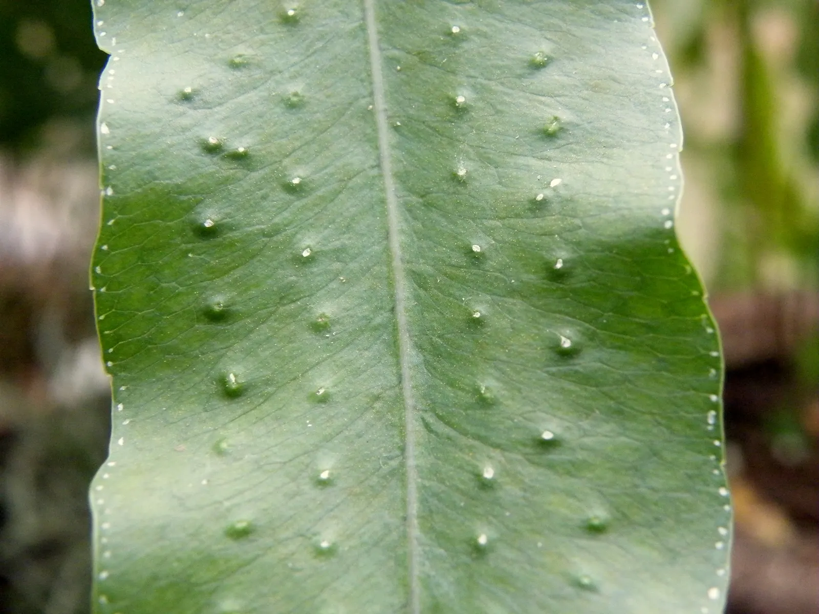Blue Star Fern (Phlebodium Aureum) — Minimal feeding is necessary
