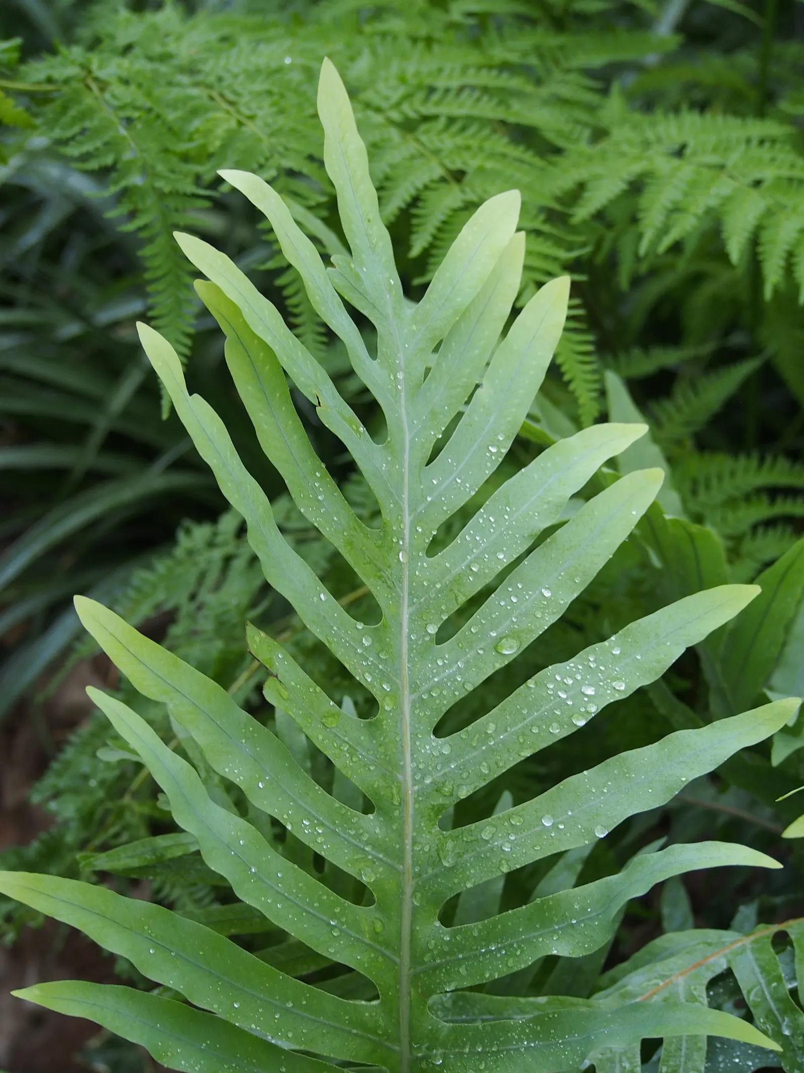 Blue Star Fern (Phlebodium Aureum) — making it ideal for understory plantings; this resilient fern prefers partial to full shade, image 58