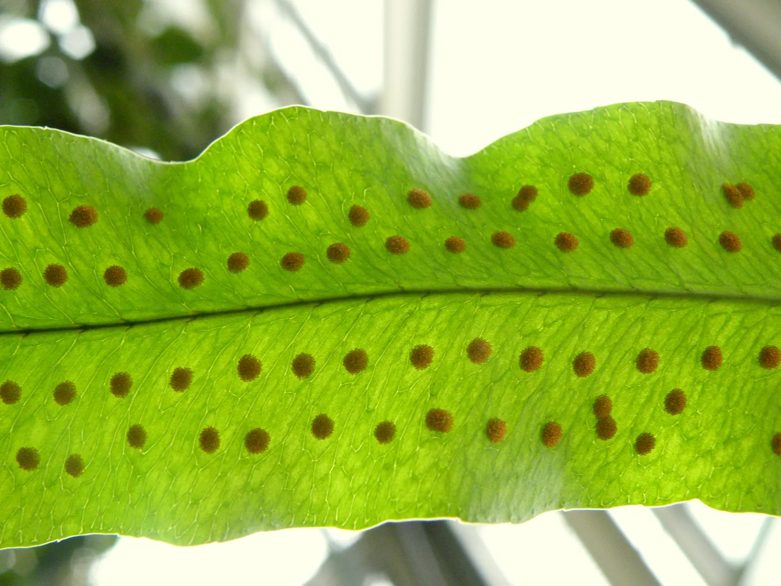 Blue Star Fern (Phlebodium Aureum) — organic-rich soil with a slightly acidic to neutral pH; fern for half or shade, image 71