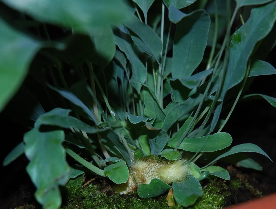 Blue Star Fern (Phlebodium Aureum) — Its distinct blue-hued foliage pairs well with bright greens and bold floral colors; with fronds growing up to, image 77