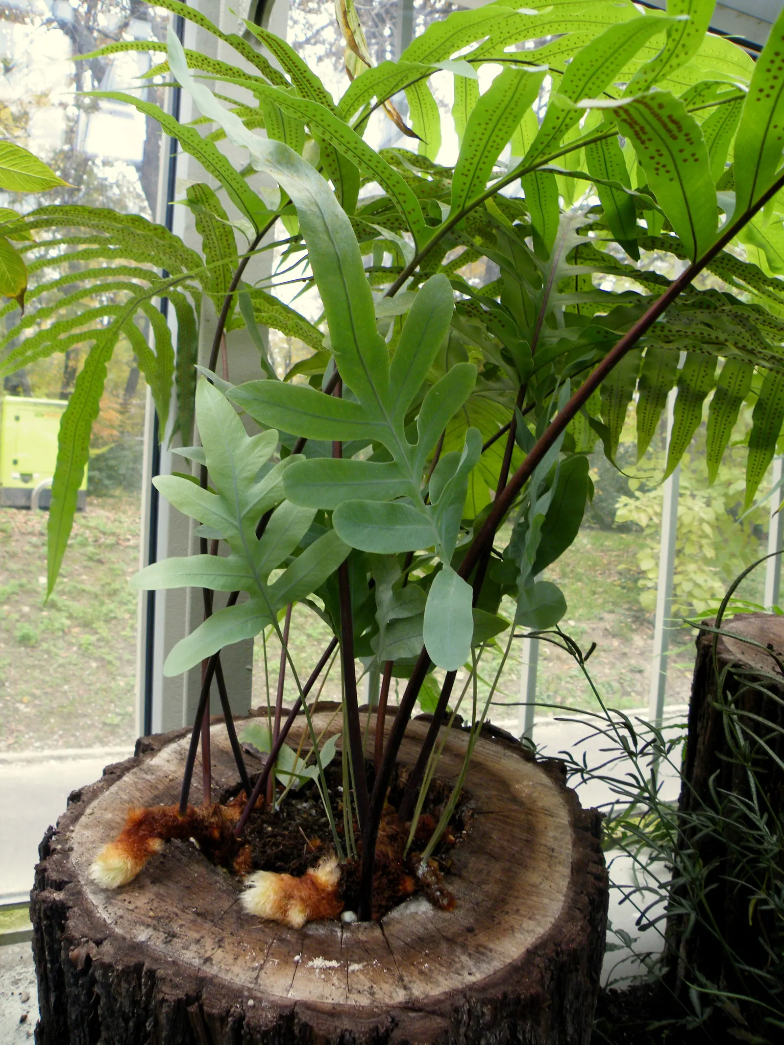Blue Star Fern (Phlebodium Aureum) — Regular misting will help replicate its natural humid environment, promoting lush growth
