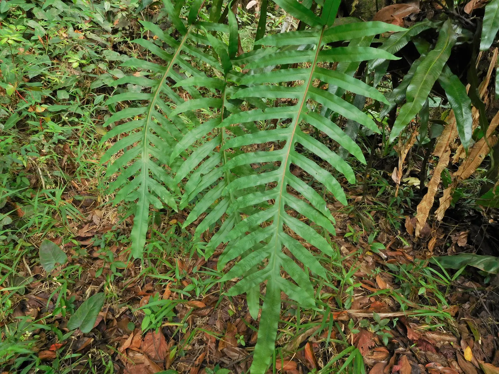 Blue Star Fern (Phlebodium Aureum) — Thriving in USDA zones 9-11