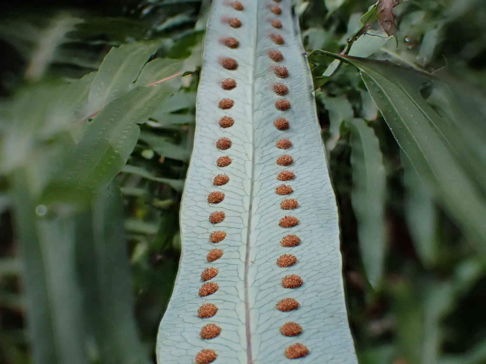 Blue Star Fern (Phlebodium Aureum) — fern for half or shade; slow-release fertilizer applied in spring will suffice.<br><br>As a landscape designer