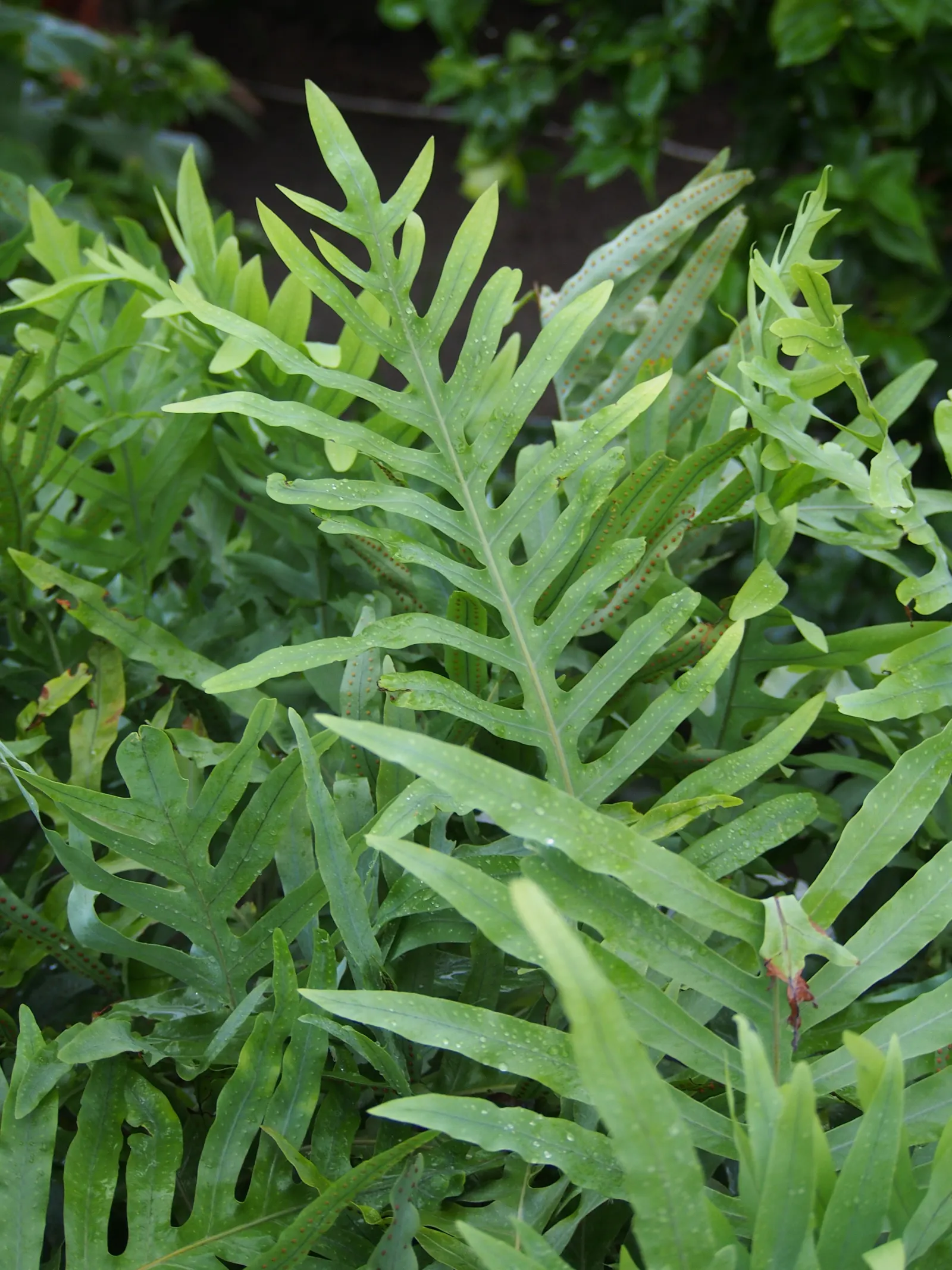 Blue Star Fern (Phlebodium Aureum) — while the plant itself can spread approximately 2 to 3 feet wide; thriving in USDA hardiness zones 9 through 11, image 69