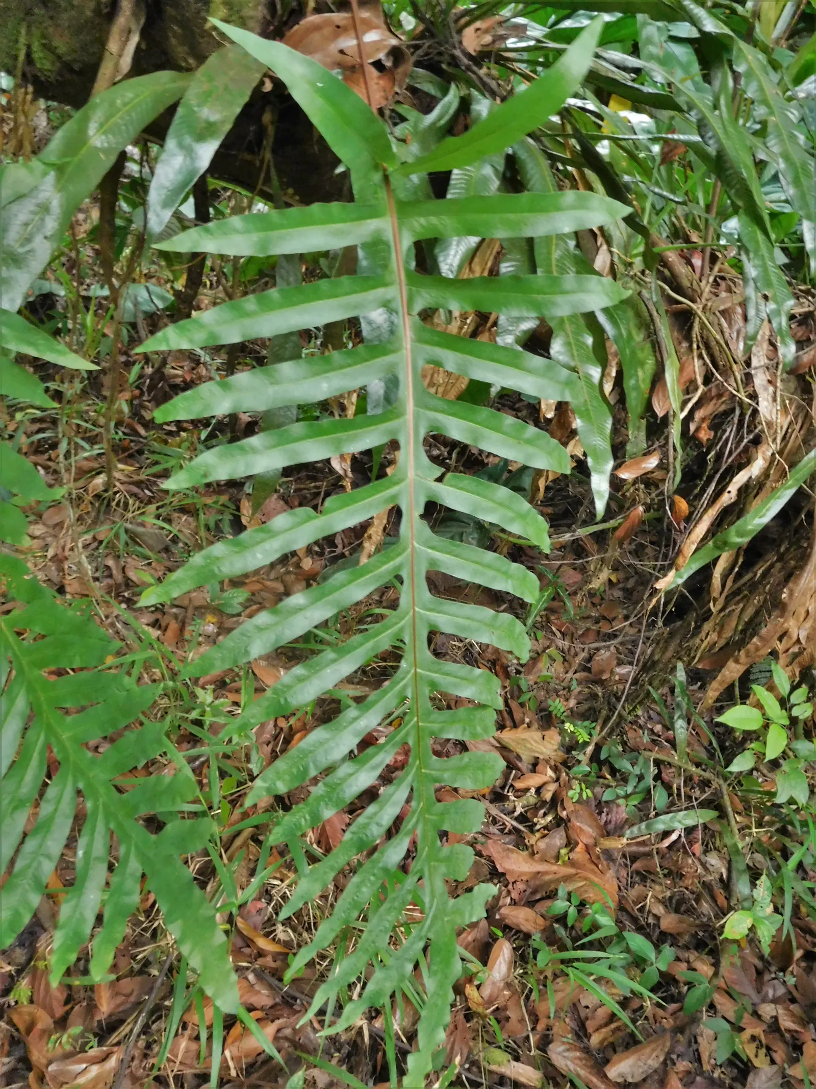 Blue Star Fern (Phlebodium Aureum) — with fronds growing up to 2 to 3 feet in length