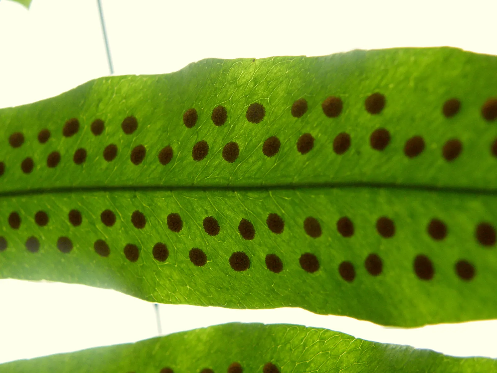 Blue Star Fern (Phlebodium Aureum) — it prefers partial shade and humid conditions; making it ideal for understory plantings, image 57