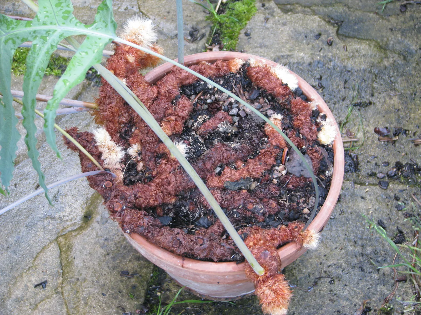 Blue Star Fern (Phlebodium Aureum) — as the Blue Star Fern is not a heavy feeder; a balanced; minimal feeding is necessary