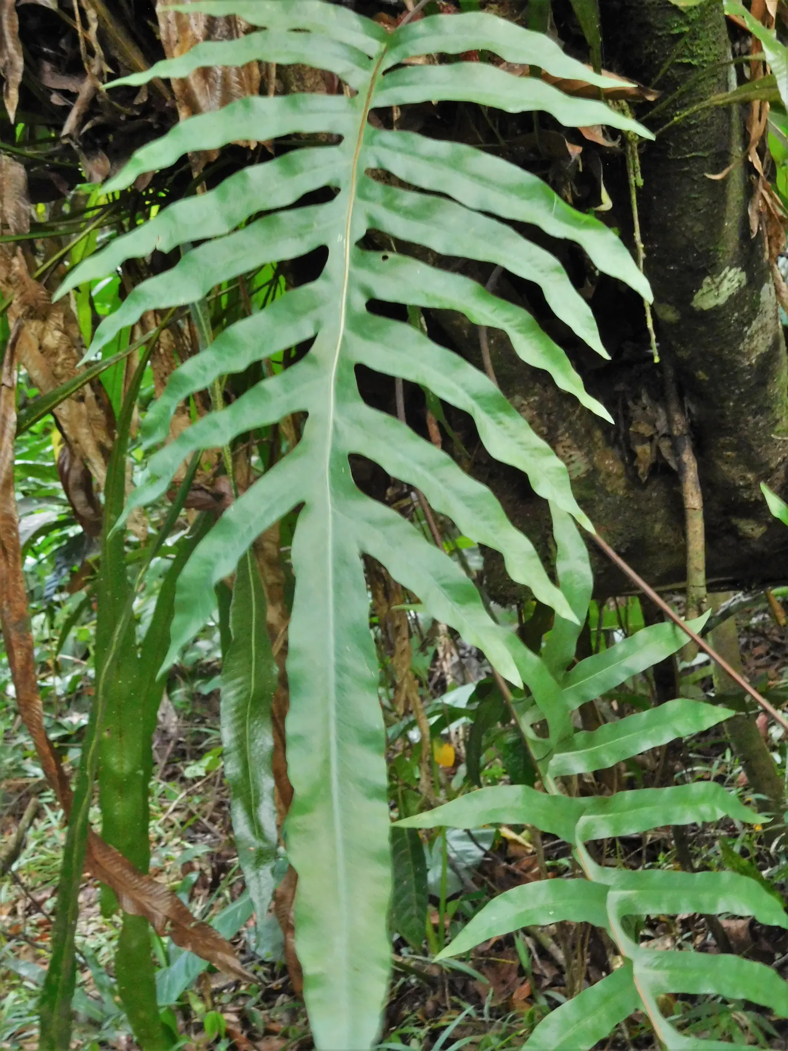 Blue Star Fern (Phlebodium Aureum) — tropical touch to shaded gardens or indoor spaces