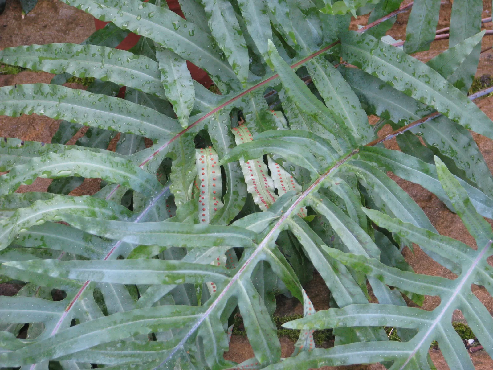 Blue Star Fern (Phlebodium Aureum) — Minimal feeding is necessary; making it an ideal understory plant in the dappled light beneath larger trees or, image 73