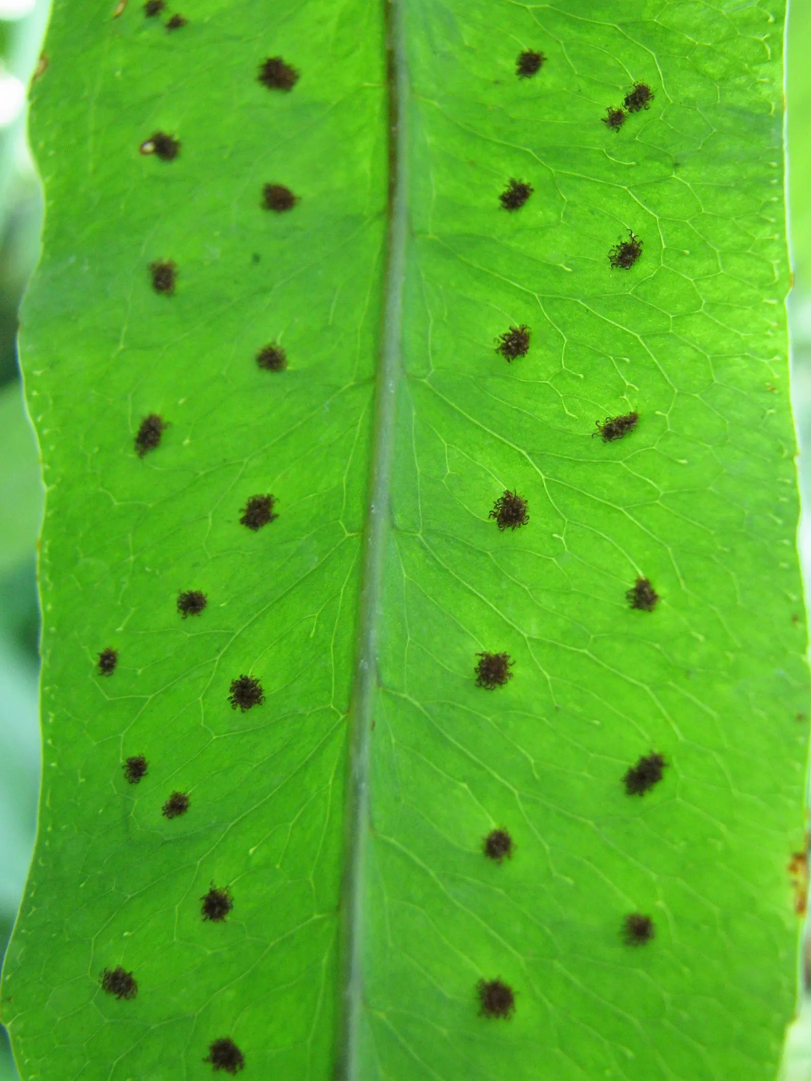 Blue Star Fern (Phlebodium Aureum) — With its unique blue-green foliage; regular misting will help replicate its natural humid environment, image 59