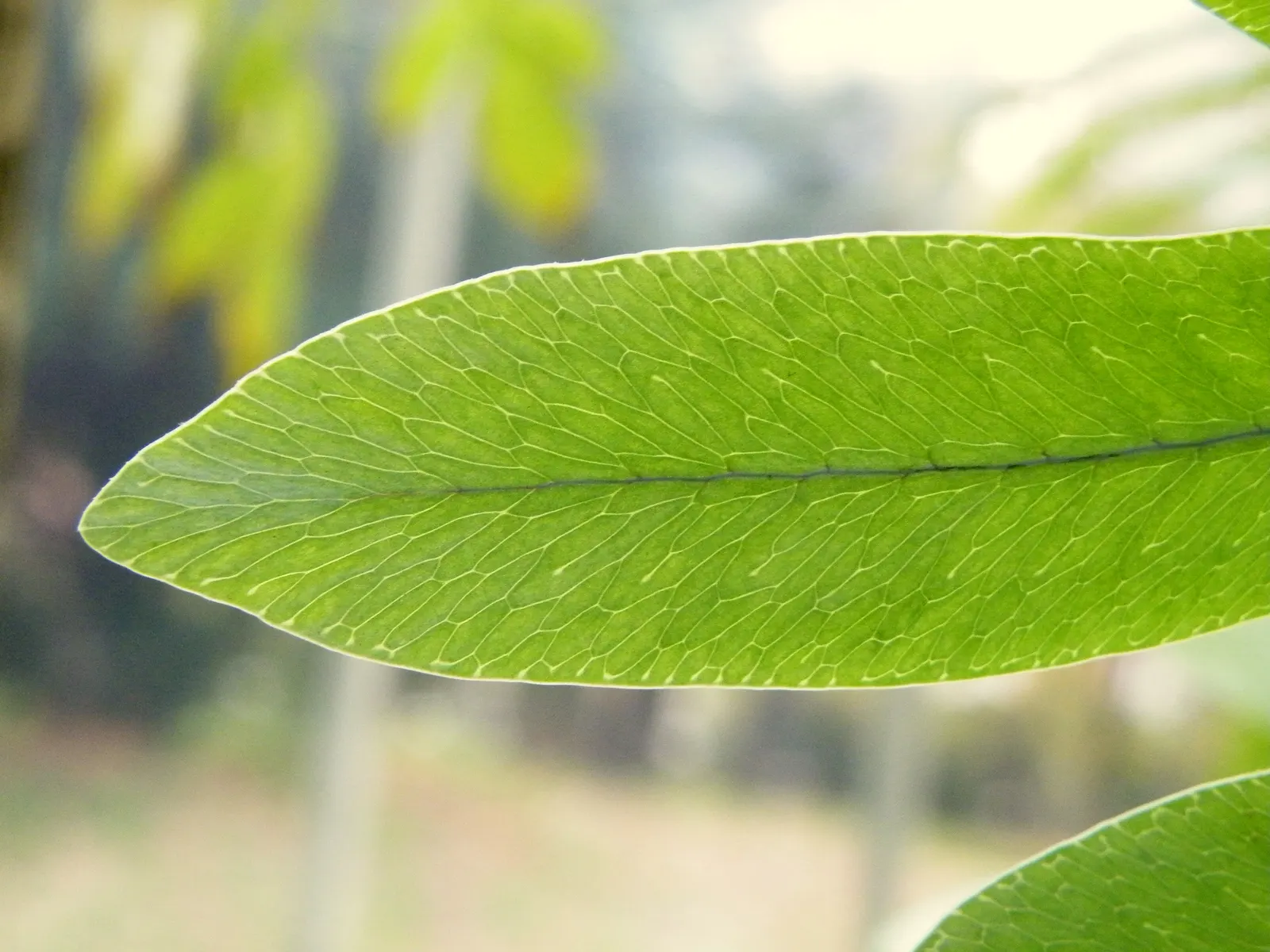 Blue Star Fern (Phlebodium Aureum) — this fern adds a textured; the Blue Star Fern (Phlebodium aureum) is a hardy, image 60