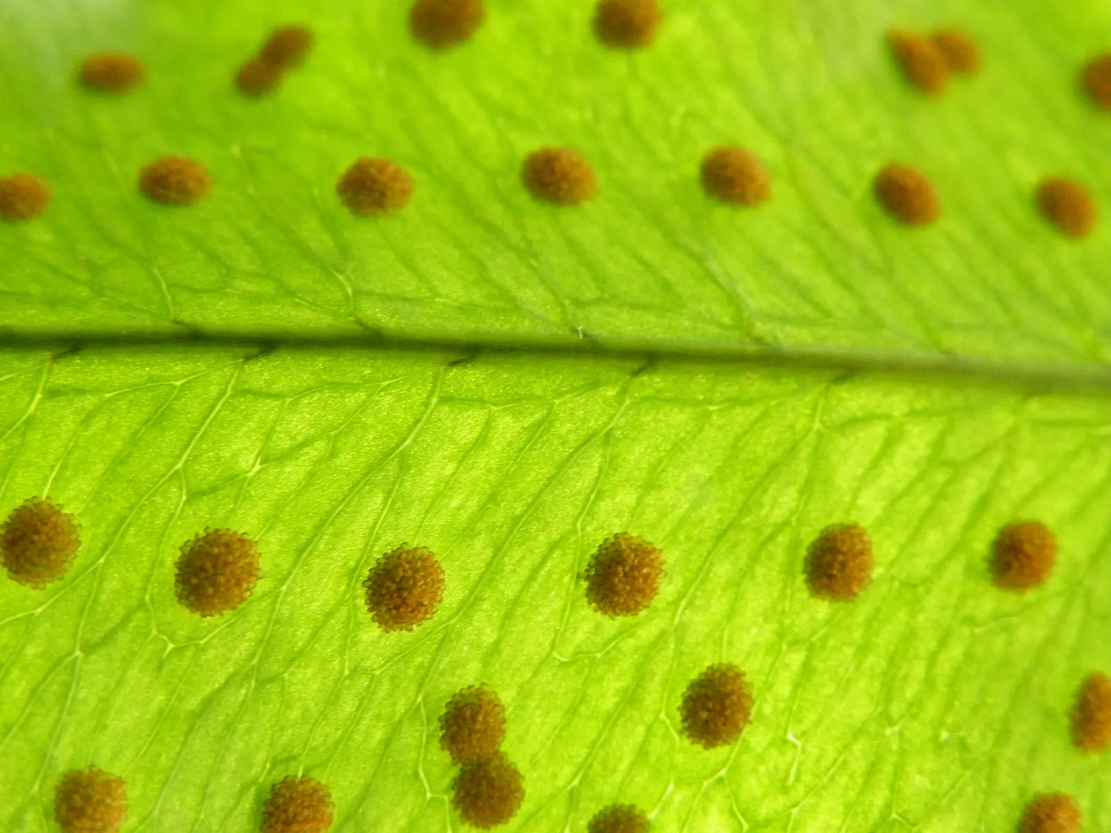 Blue Star Fern (Phlebodium Aureum) — evergreen fern boasting glaucous