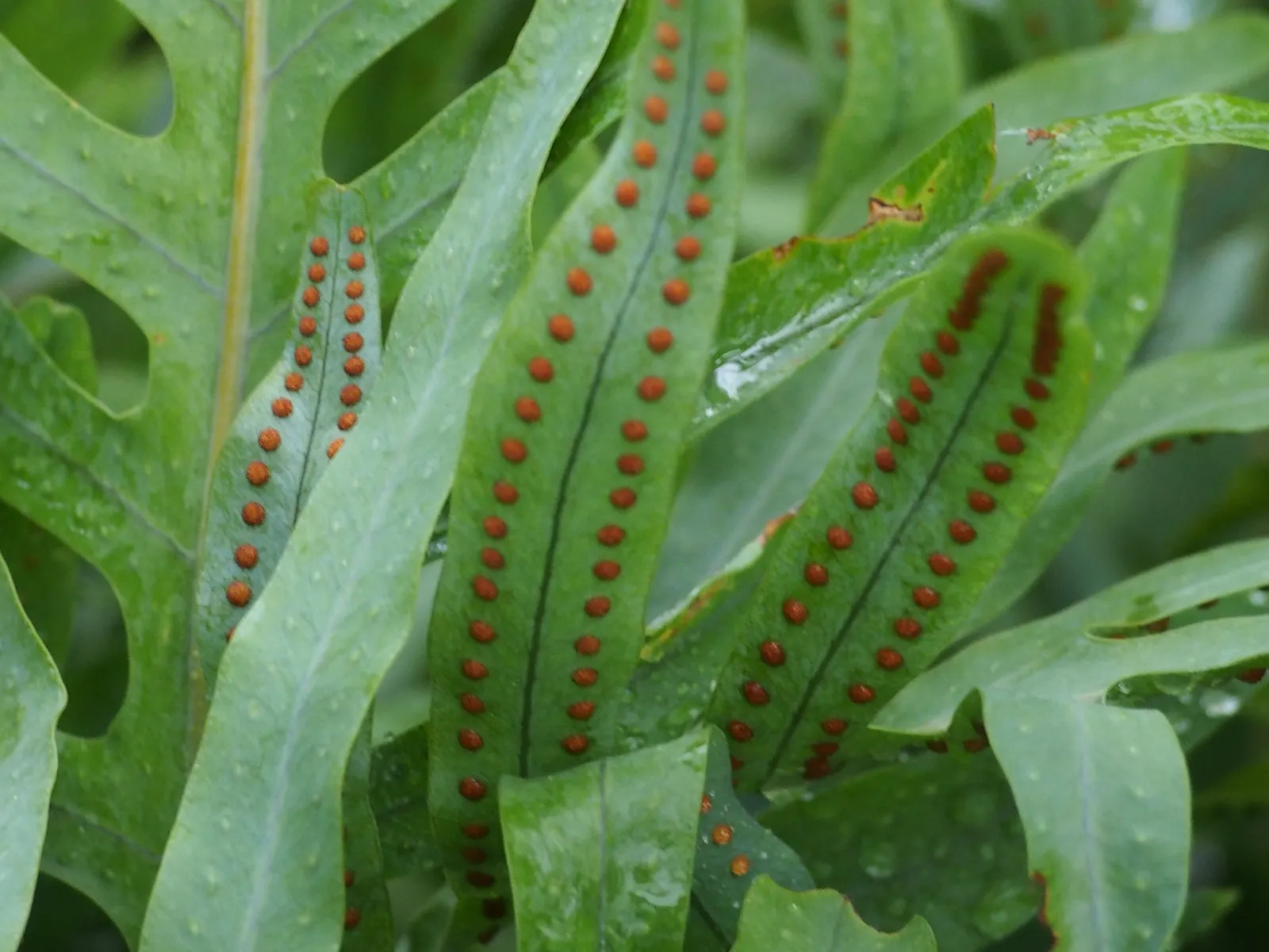 Blue Star Fern (Phlebodium Aureum) — incorporating the Blue Star Fern adds a unique and calming foliage contrast to your garden beds; tropical, image 76