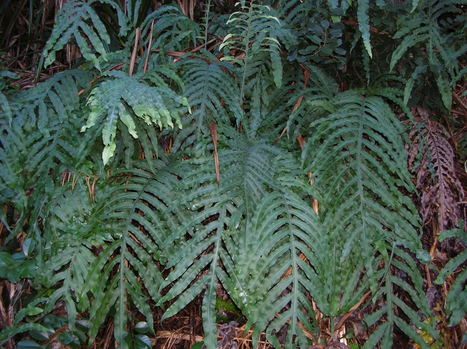 Blue Star Fern (Phlebodium Aureum) — tropical touch to shaded gardens or indoor spaces; this fern adds a textured, image 61