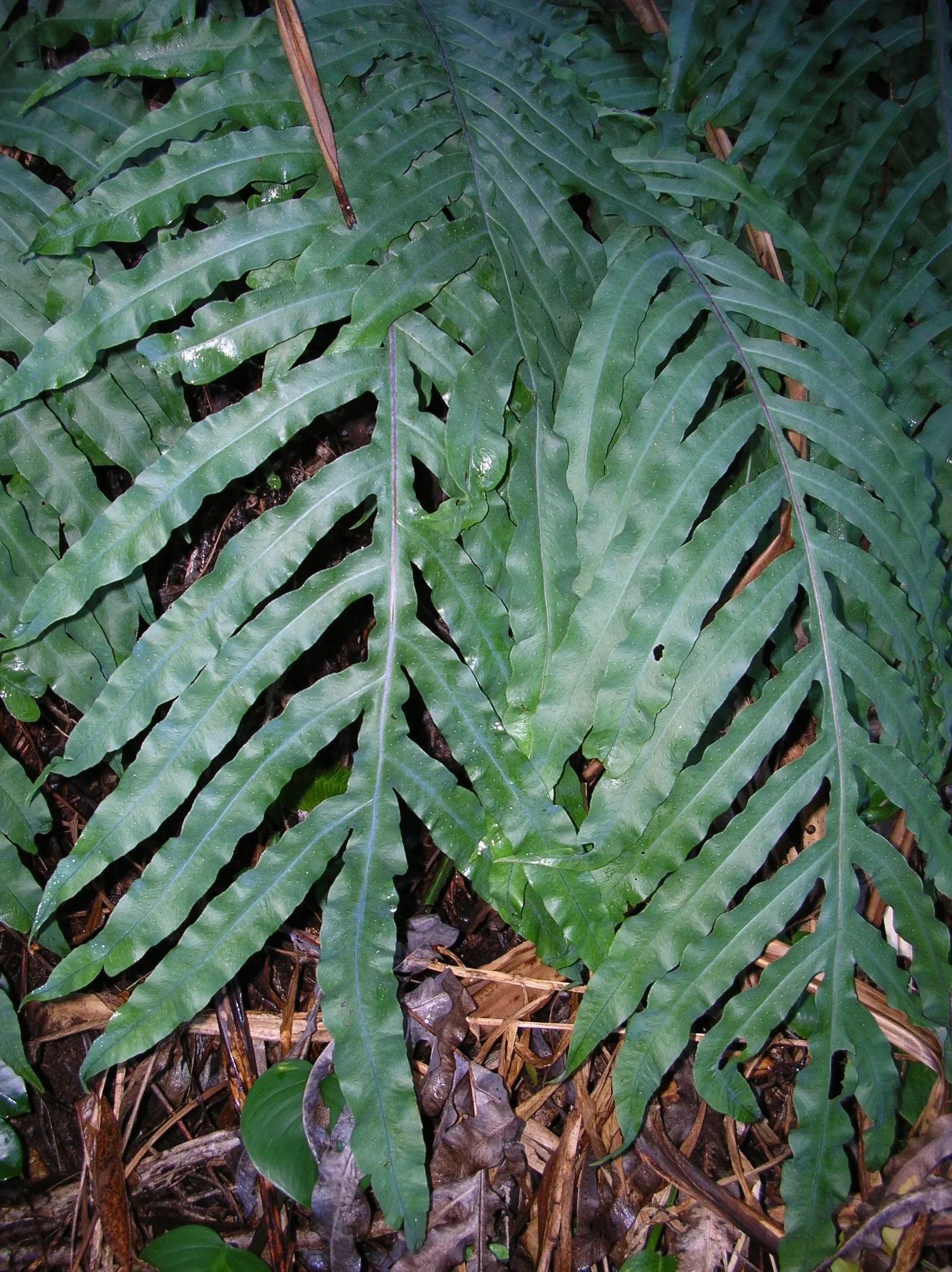 Blue Star Fern (Phlebodium Aureum) — Minimal feeding is necessary; making it an ideal understory plant in the dappled light beneath larger trees or