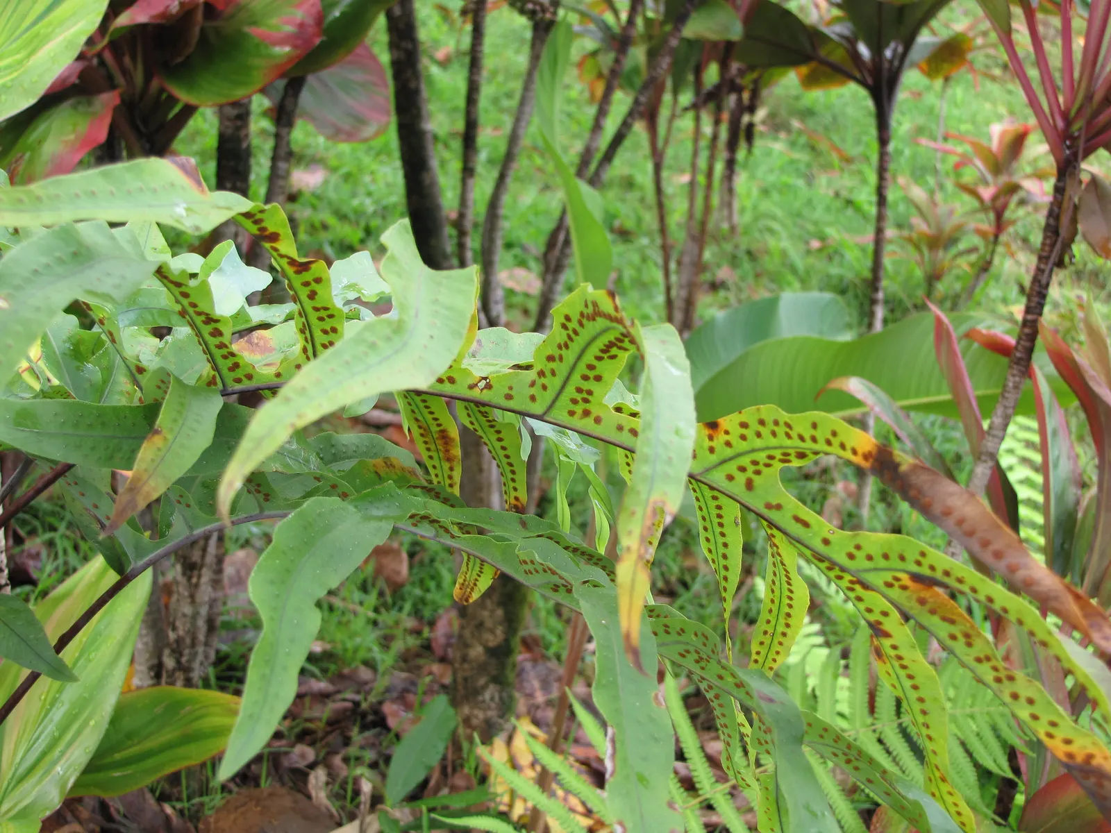 Blue Star Fern (Phlebodium Aureum) — this fern adds a textured; the Blue Star Fern (Phlebodium aureum) is a hardy
