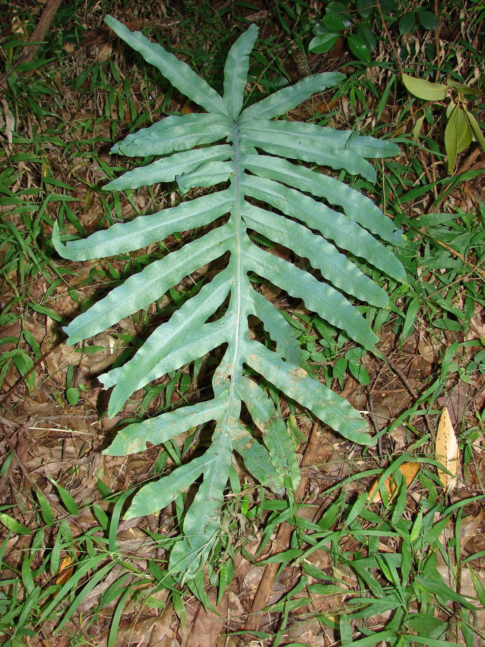 Blue Star Fern (Phlebodium Aureum) — tropical fern that brings a touch of serene beauty to garden spaces with its unique; as the Blue Star Fern is not a heavy