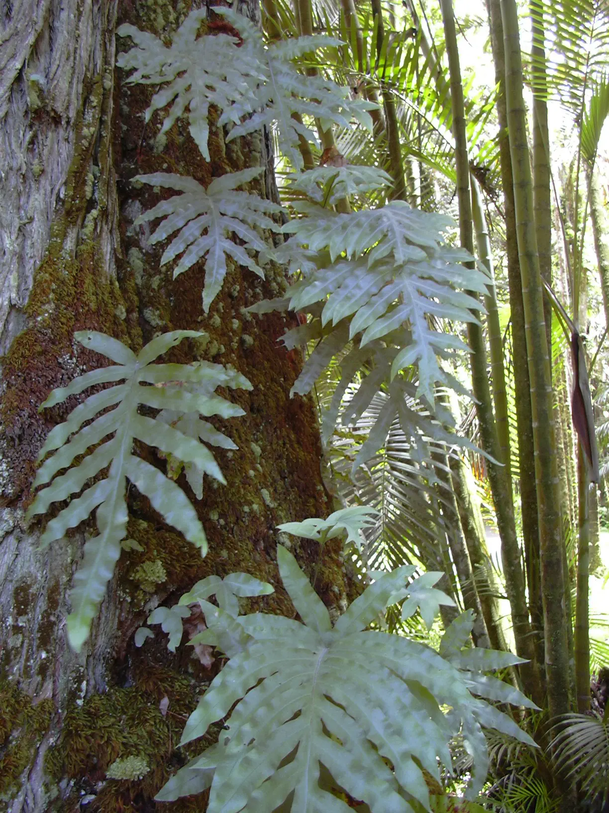 Blue Star Fern (Phlebodium Aureum) — as the Blue Star Fern is not a heavy feeder; a balanced; minimal feeding is necessary, image 74