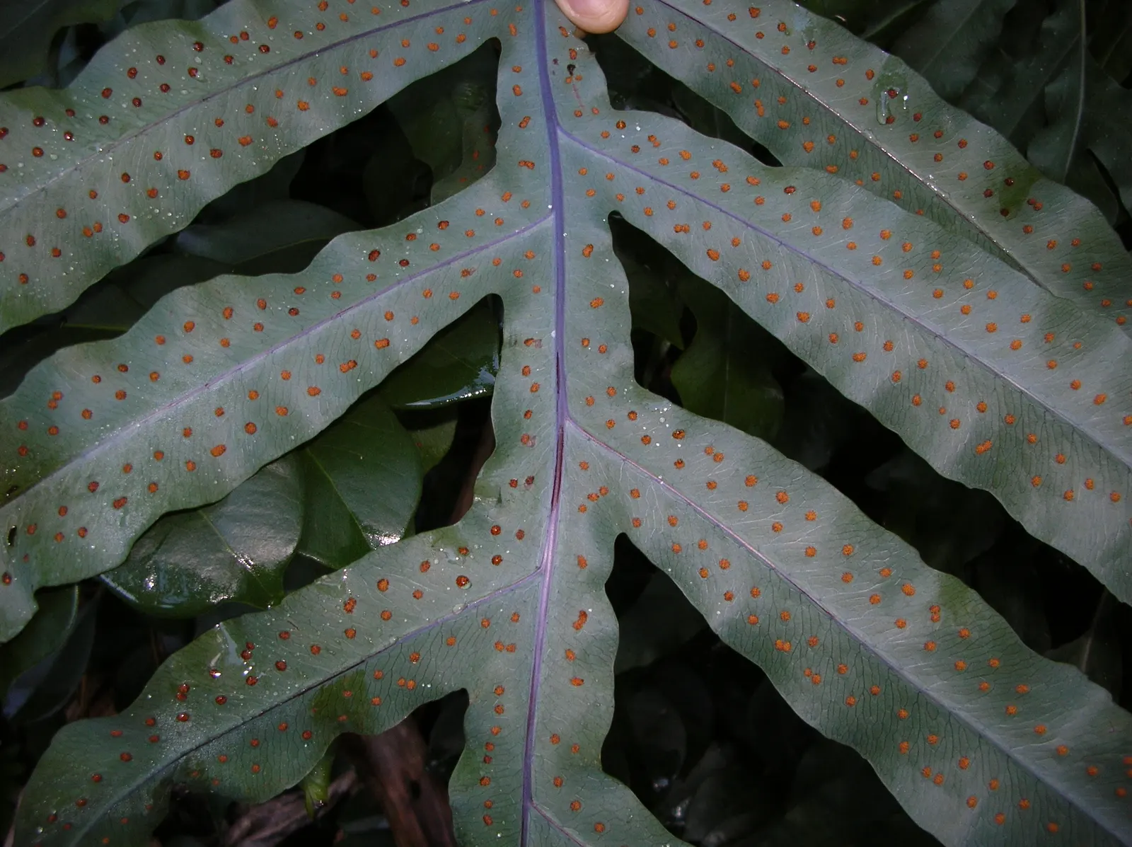 Blue Star Fern (Phlebodium Aureum) — Its distinct blue-hued foliage pairs well with bright greens and bold floral colors; with fronds growing up to 2 to 3 feet