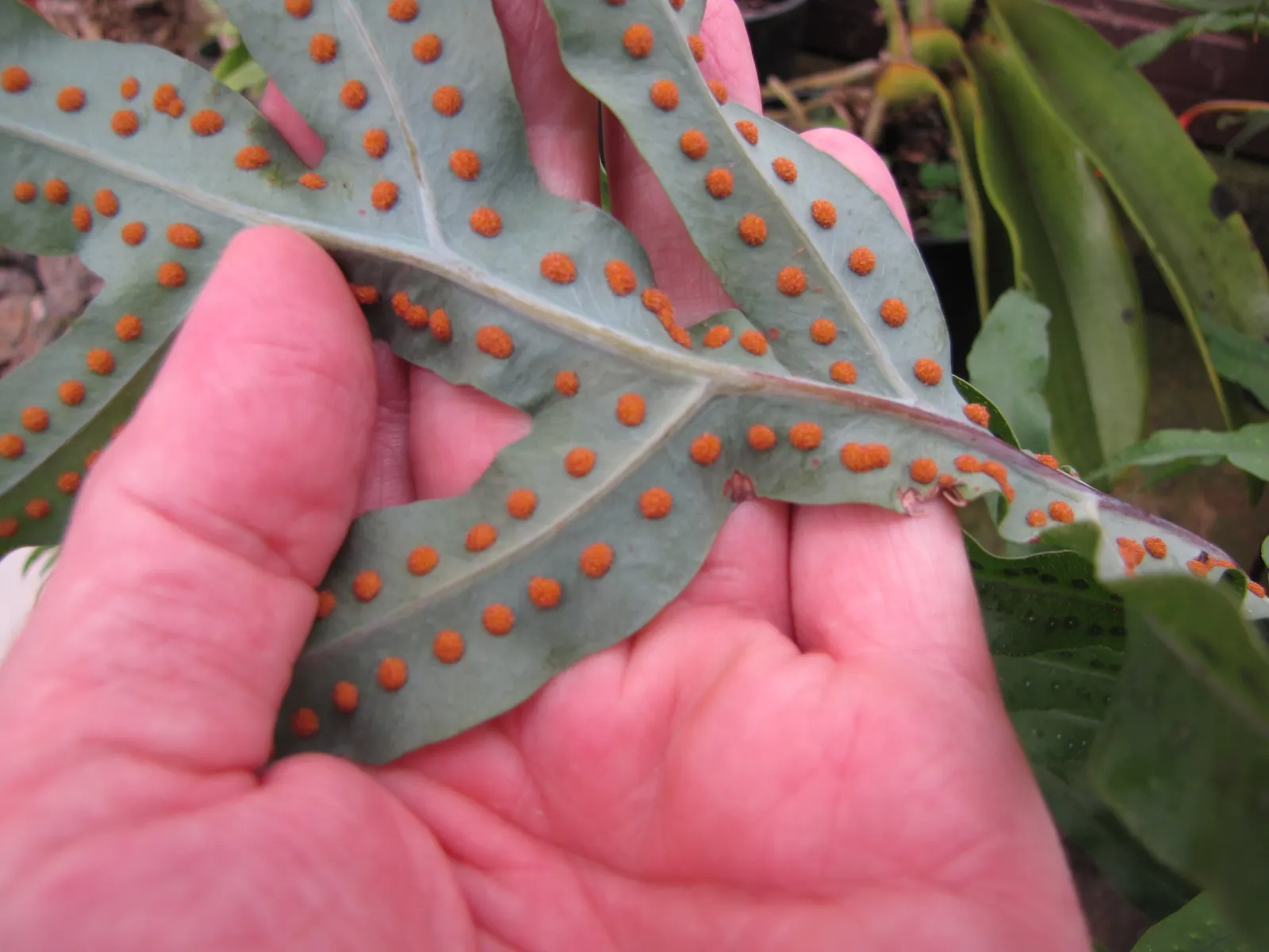 Blue Star Fern (Phlebodium Aureum) — the Blue Star Fern reaches a modest size