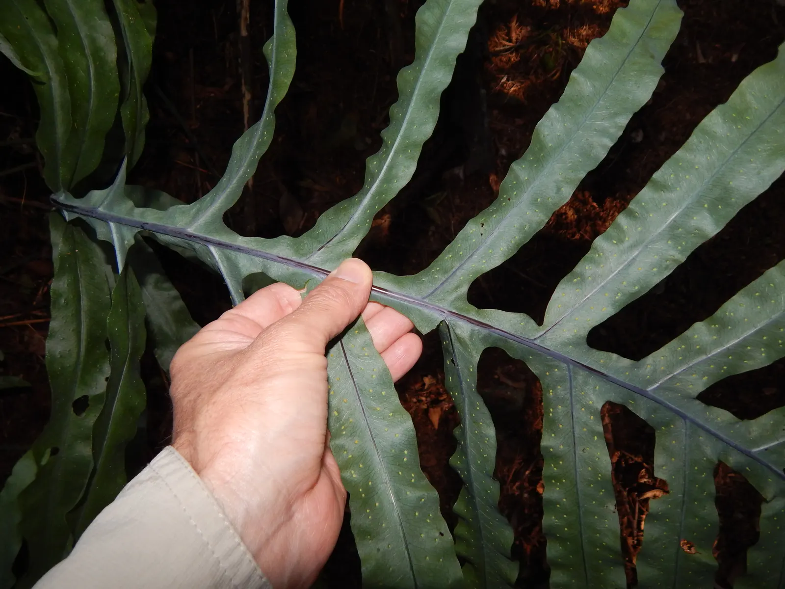 Blue Star Fern (Phlebodium Aureum) — Noteworthy for its ease of care; organic-rich soil with a slightly acidic to neutral pH, image 70
