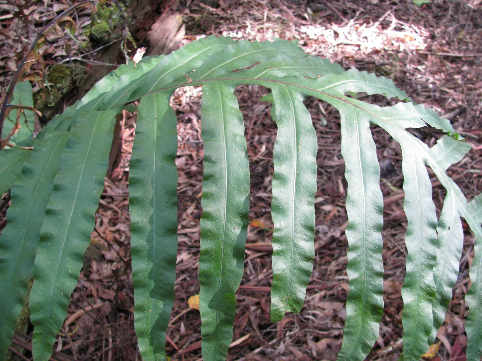 Blue Star Fern (Phlebodium Aureum) — incorporating the Blue Star Fern adds a unique and calming foliage contrast to your garden beds; tropical touch to shaded
