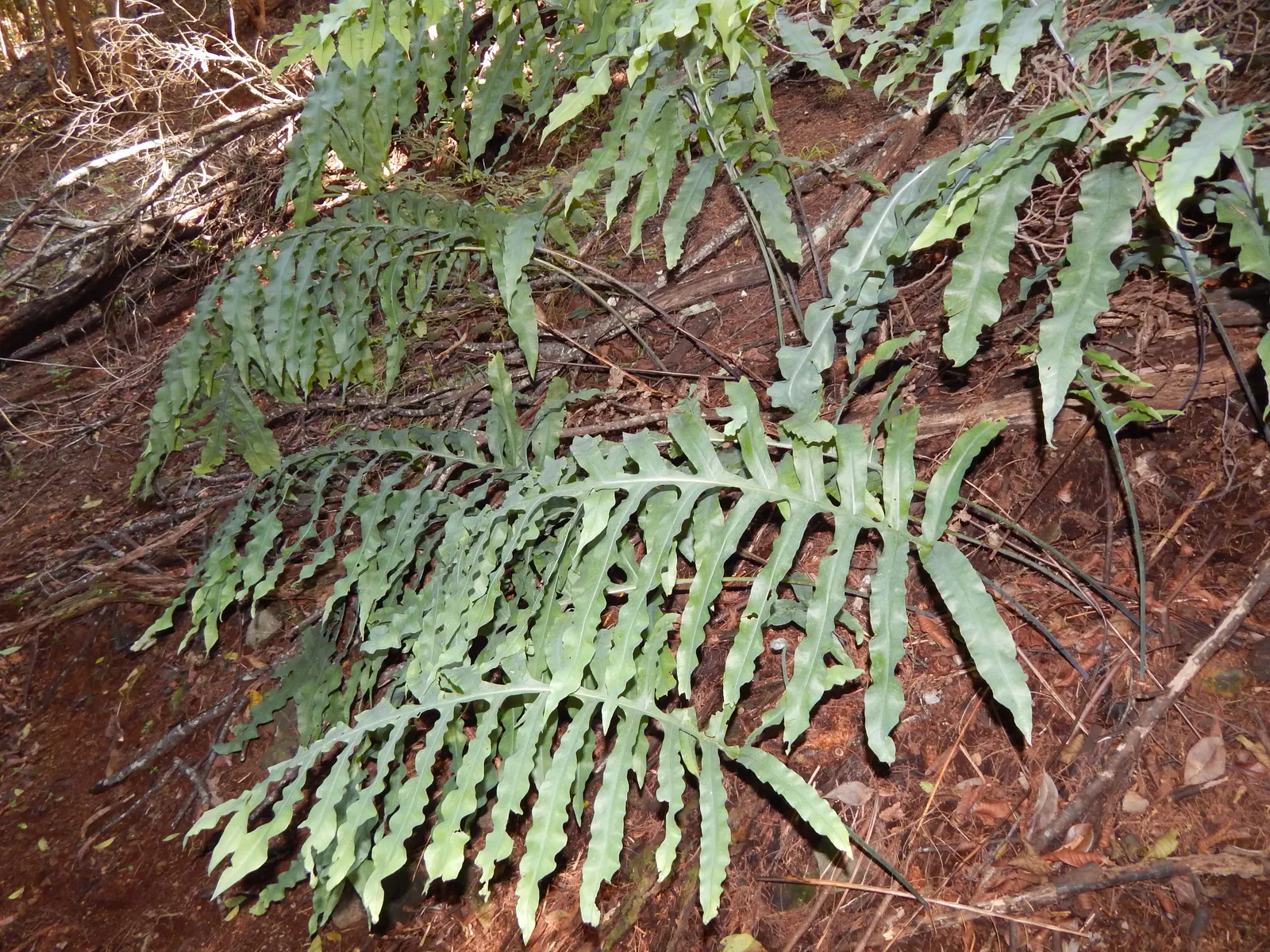 Blue Star Fern (Phlebodium Aureum) — Regular misting will help replicate its natural humid environment, promoting lush growth; with its unique, image 72