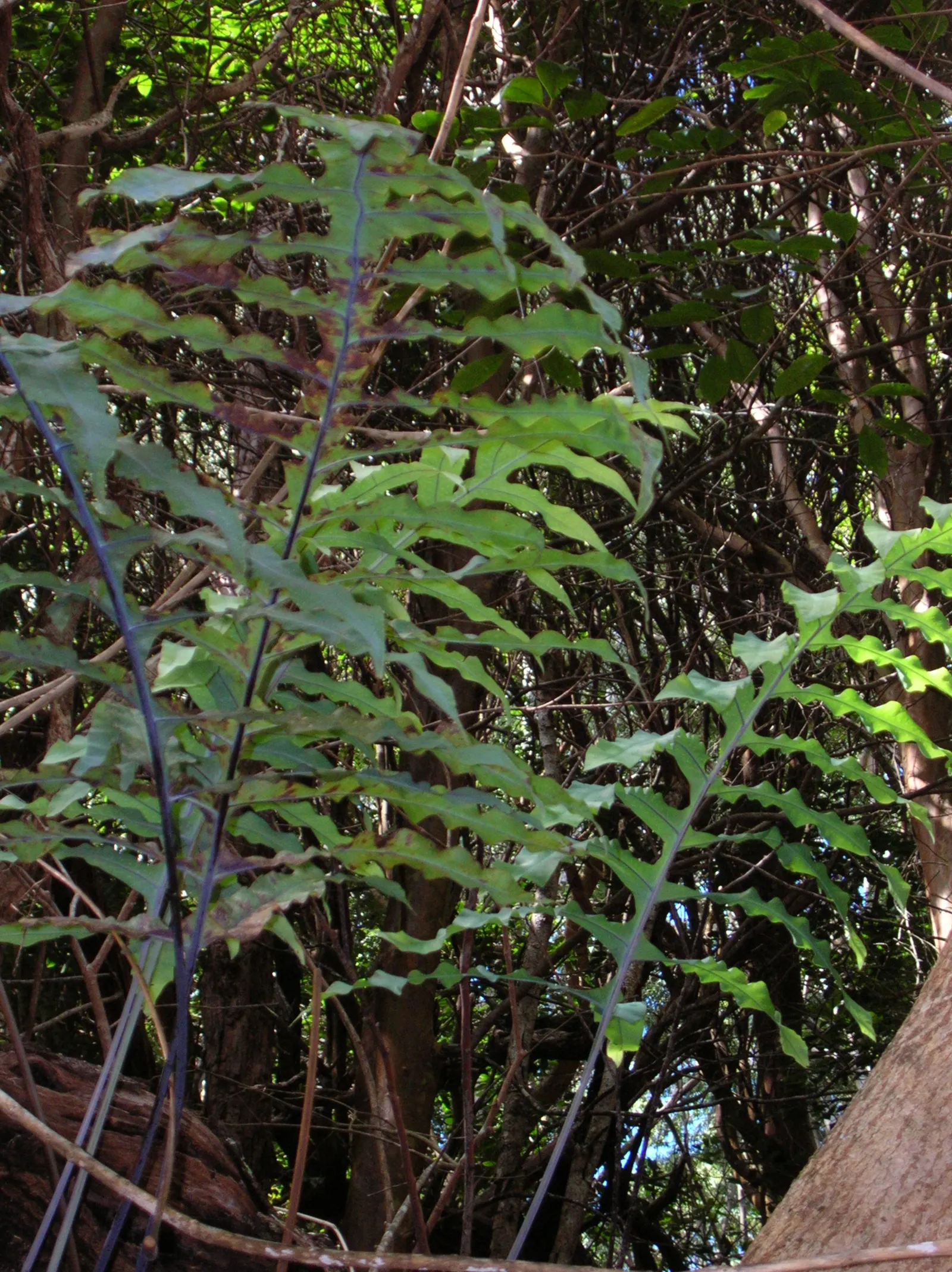 Blue Star Fern (Phlebodium Aureum) — it prefers partial shade and humid conditions; making it ideal for understory plantings