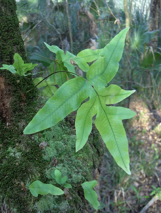 Blue Star Fern (Phlebodium Aureum) — slow-release fertilizer applied in spring will suffice.<br><br>As a landscape designer