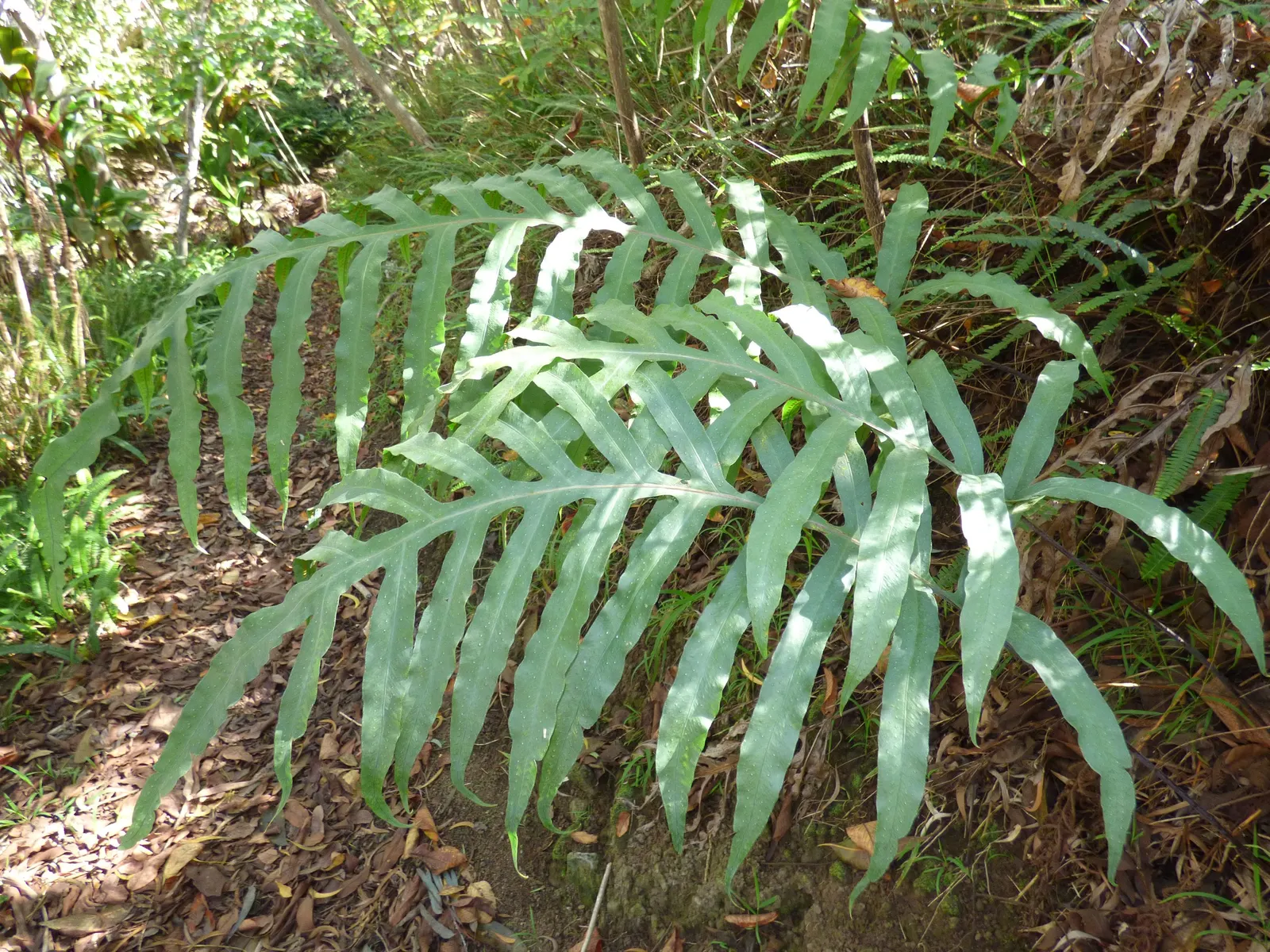 Blue Star Fern (Phlebodium Aureum) — Thriving in USDA zones 9-11; its distinct blue-hued foliage pairs well with bright greens and bold floral, image 56