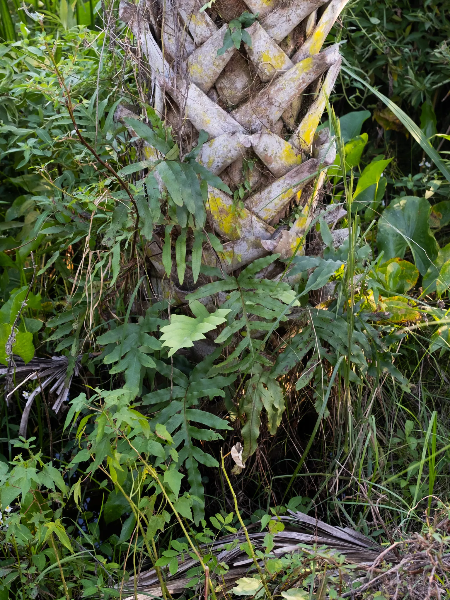Blue Star Fern (Phlebodium Aureum) — deeply lobed fronds that can reach 2-3 feet in length