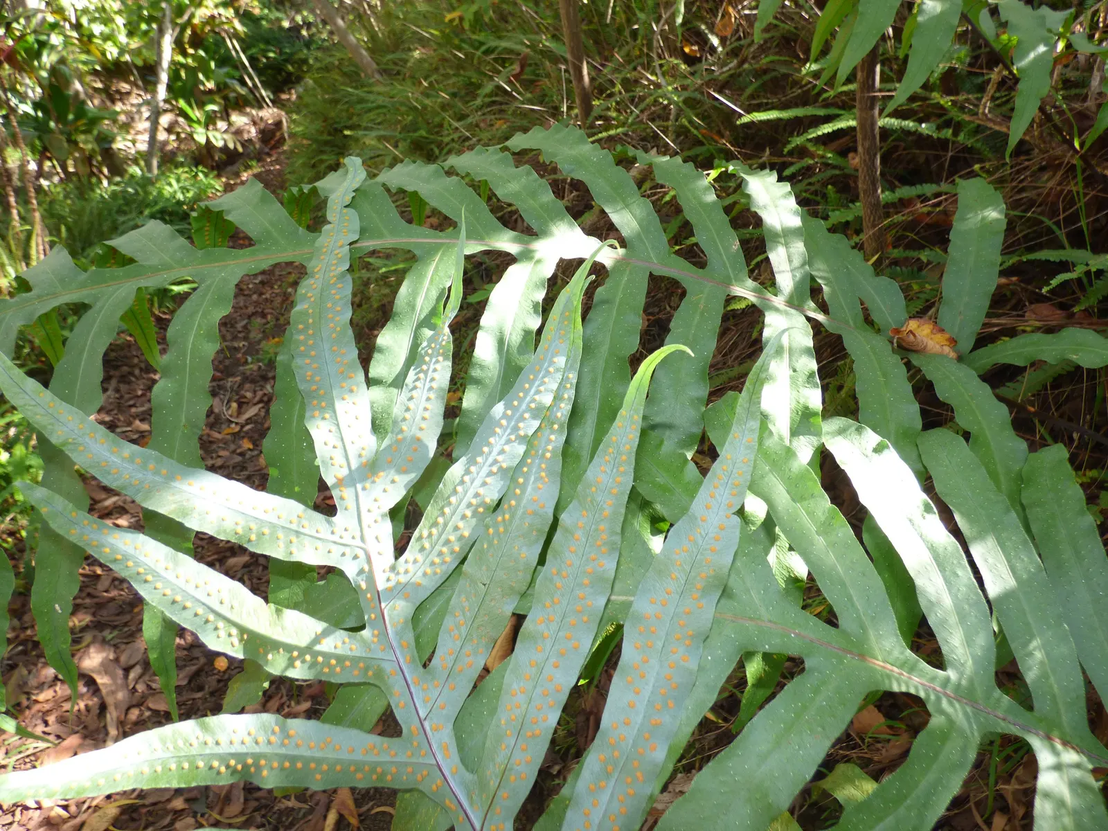 Blue Star Fern (Phlebodium Aureum) — making it an ideal understory plant in the dappled light beneath larger trees or shrubs.<br><br>Typically; while the plant
