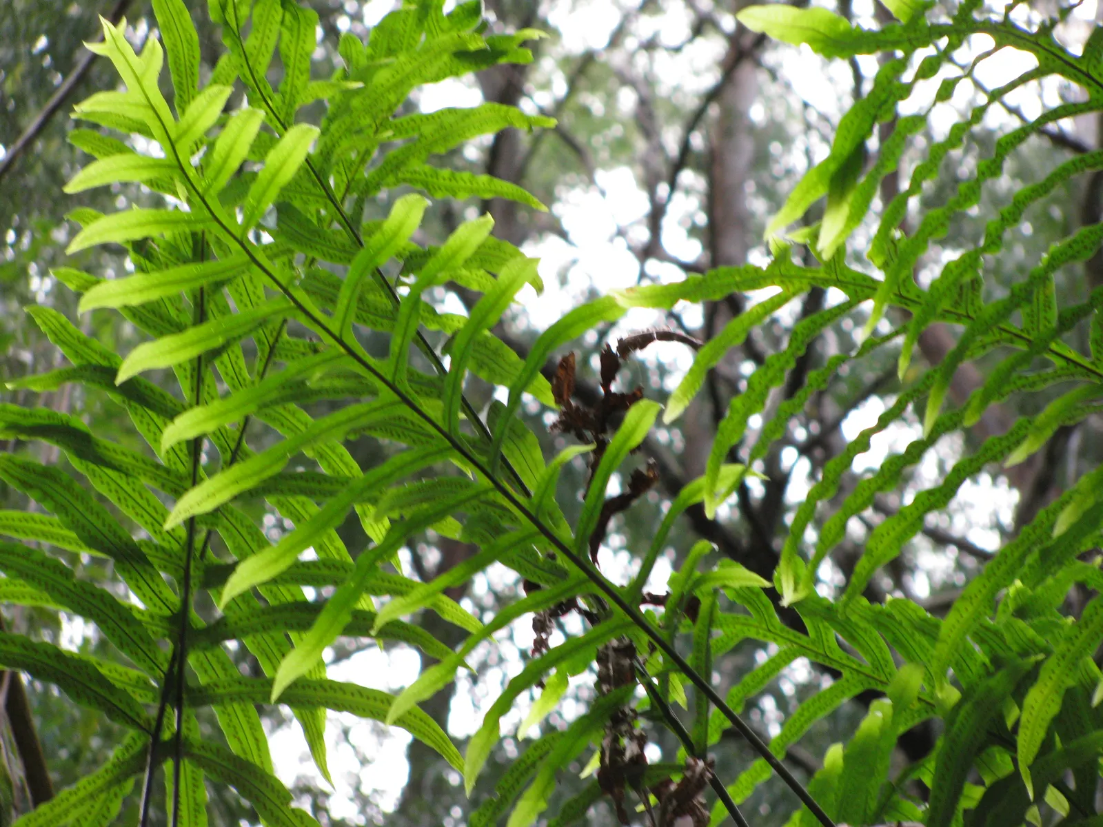 Blue Star Fern (Phlebodium Aureum) — evergreen fern boasting glaucous; tropical fern that brings a touch of serene beauty to garden spaces with its, image 54