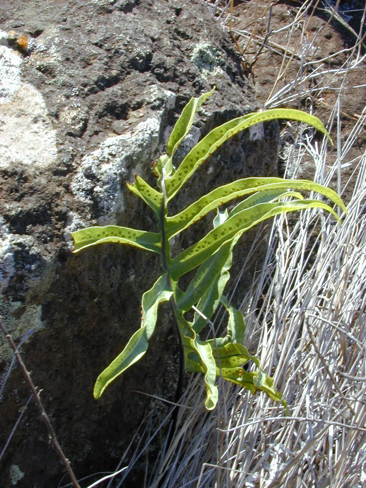 Blue Star Fern (Phlebodium Aureum) — The Blue Star Fern (Phlebodium aureum) is a hardy; thriving in USDA zones 9-11, image 53
