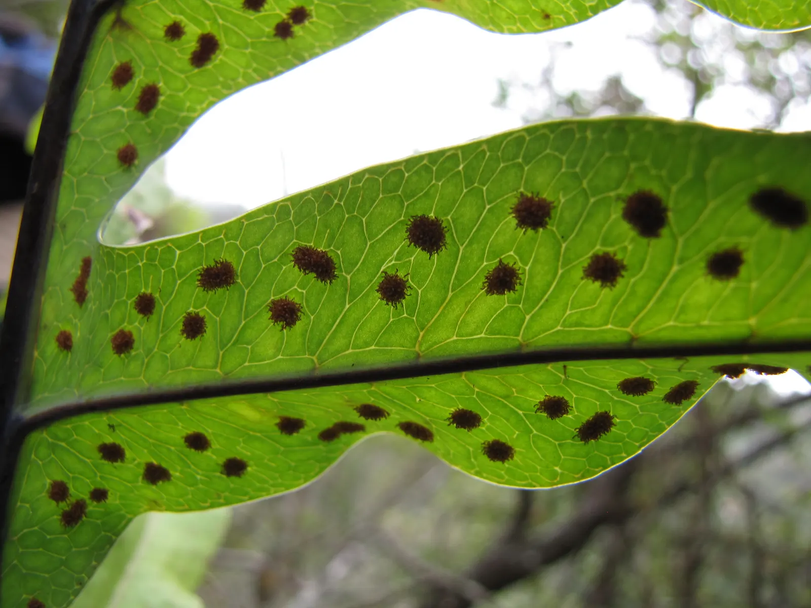 Blue Star Fern (Phlebodium Aureum) — Regular misting will help replicate its natural humid environment, promoting lush growth; with its unique blue-green