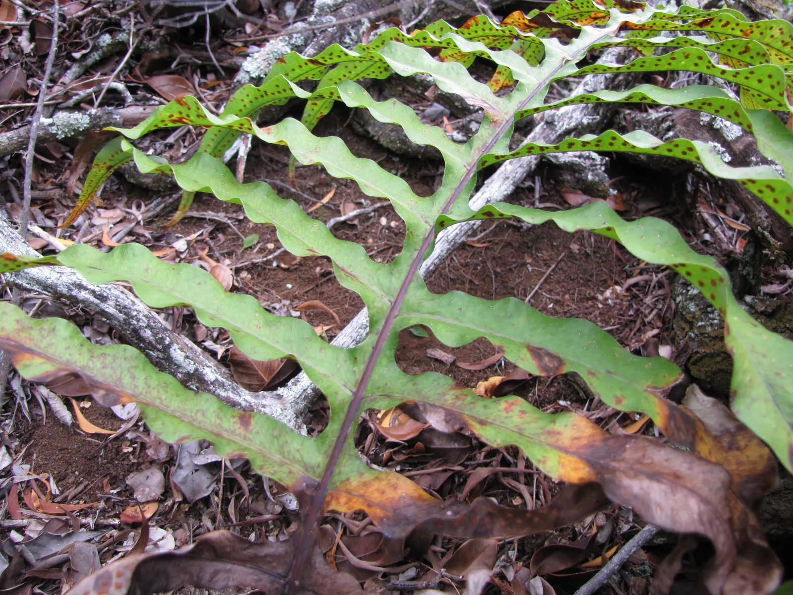 Blue Star Fern (Phlebodium Aureum) — Thriving in USDA hardiness zones 9 through 11; deeply lobed fronds that can reach 2-3 feet in length, image 64