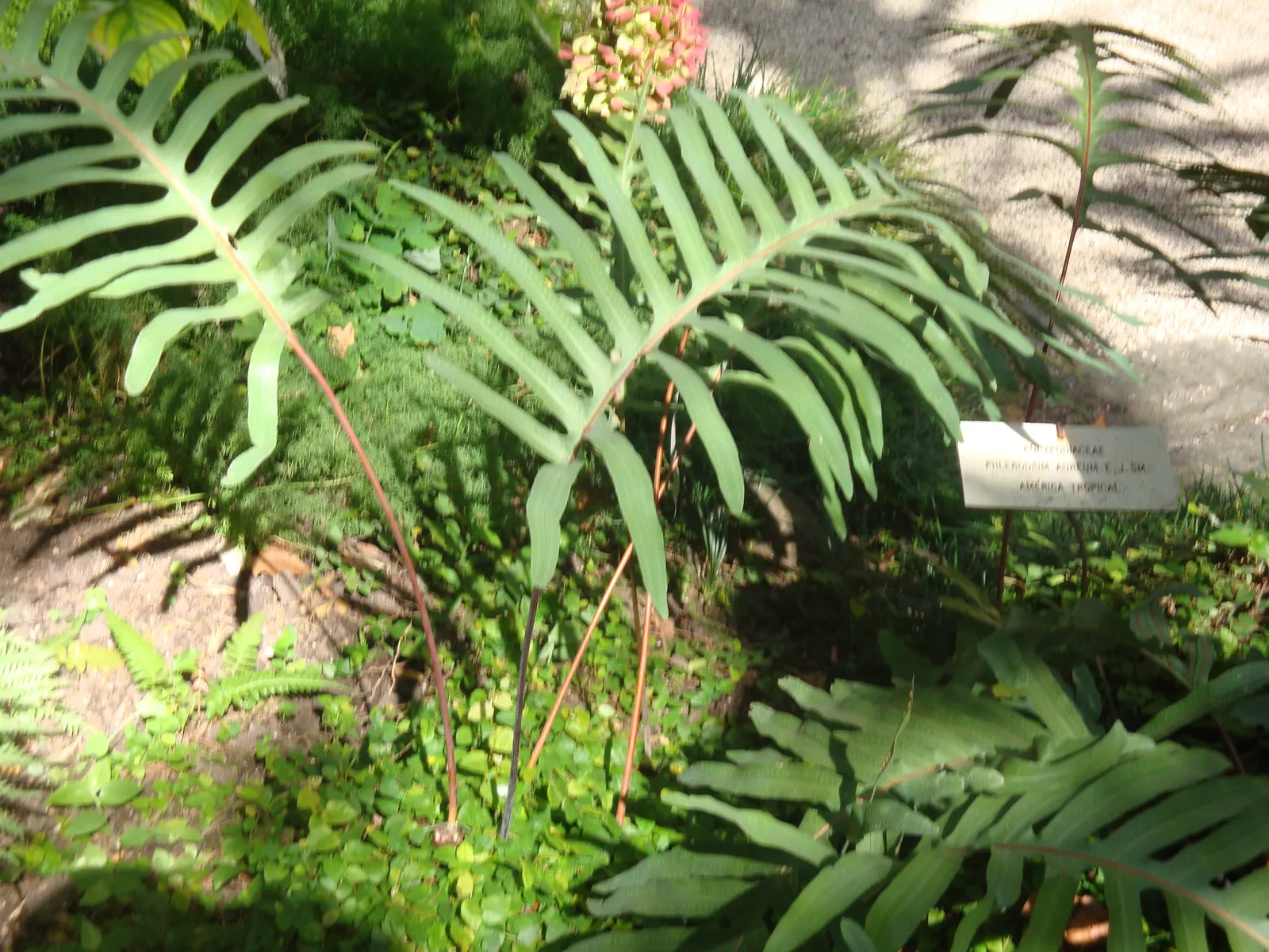 Blue Star Fern (Phlebodium Aureum) — organic-rich soil with a slightly acidic to neutral pH