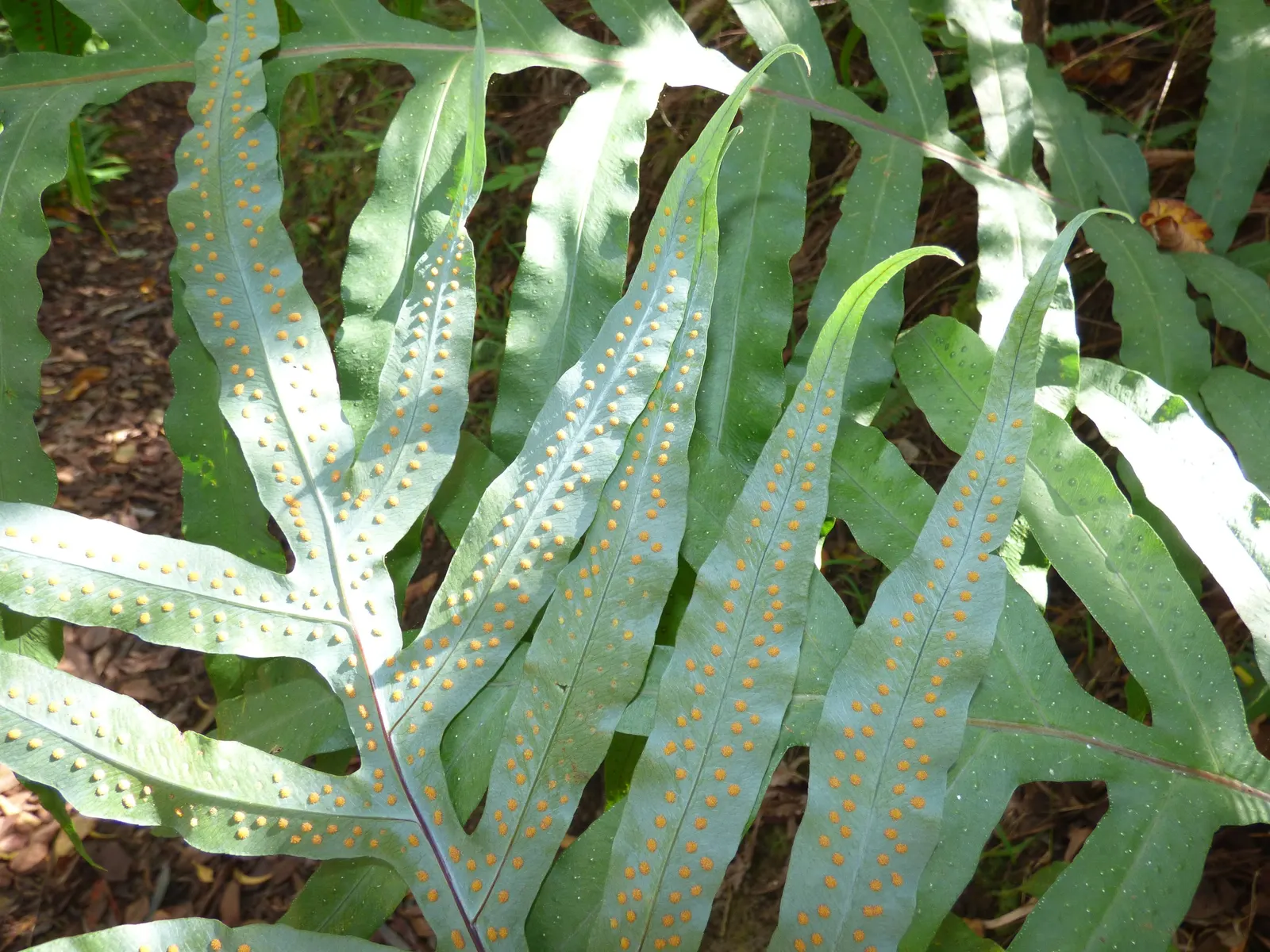 Blue Star Fern (Phlebodium Aureum) — Thriving in USDA hardiness zones 9 through 11