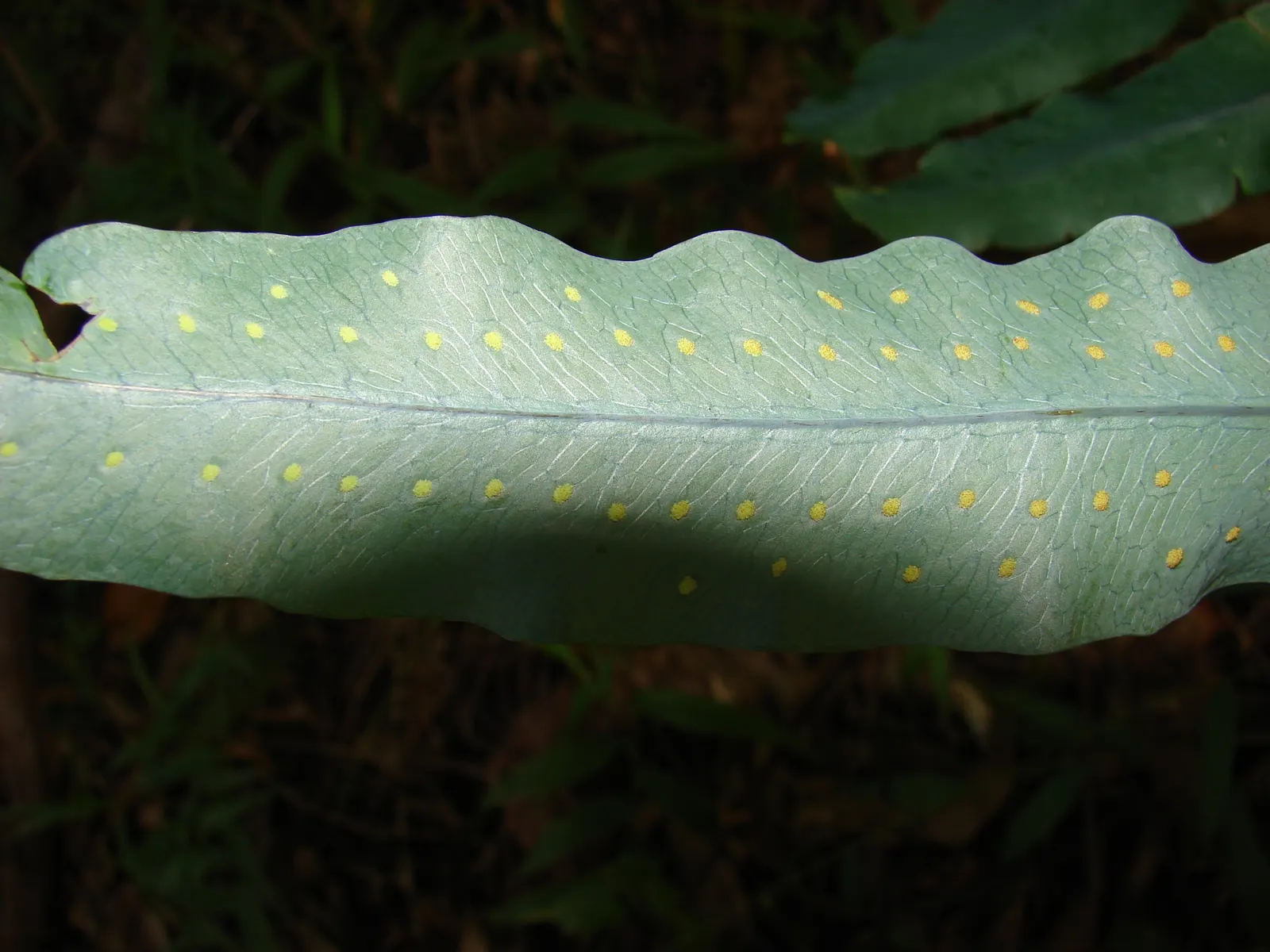 Blue Star Fern (Phlebodium Aureum) — requiring minimal care beyond regular watering to maintain its lush appearance; the Blue Star Fern reaches a modest size