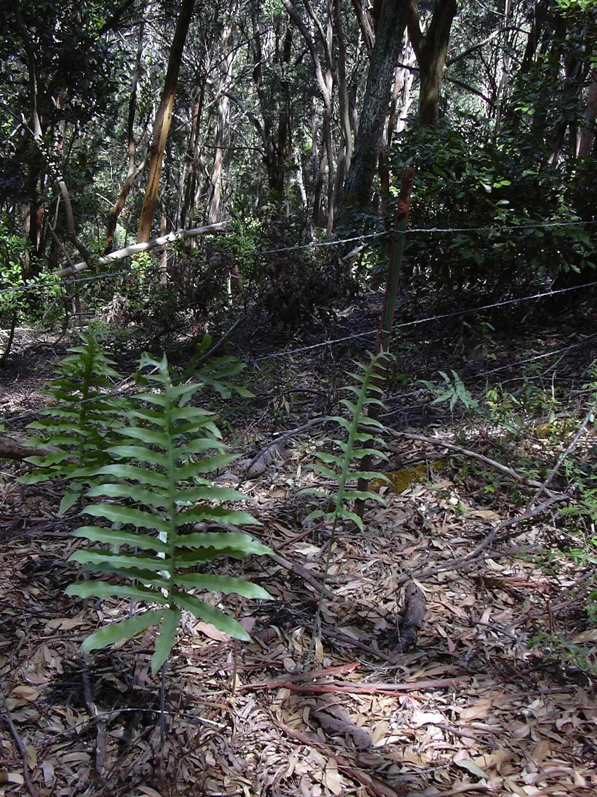 Blue Star Fern (Phlebodium Aureum) — with fronds growing up to 2 to 3 feet in length; it prefers partial shade and humid conditions, image 68
