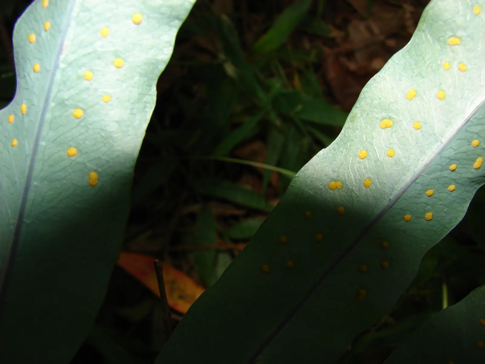 Blue Star Fern (Phlebodium Aureum) — slow-release fertilizer applied in spring will suffice.<br><br>As a landscape designer; evergreen fern, image 75