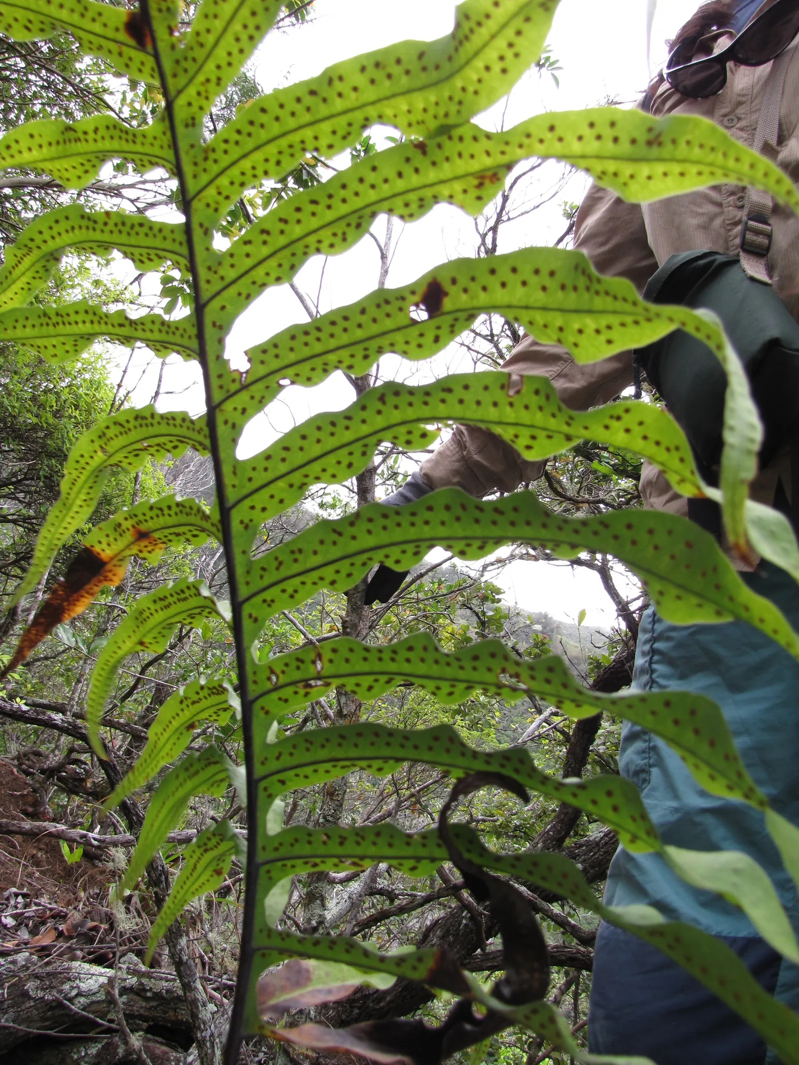 Blue Star Fern (Phlebodium Aureum) — making it ideal for understory plantings