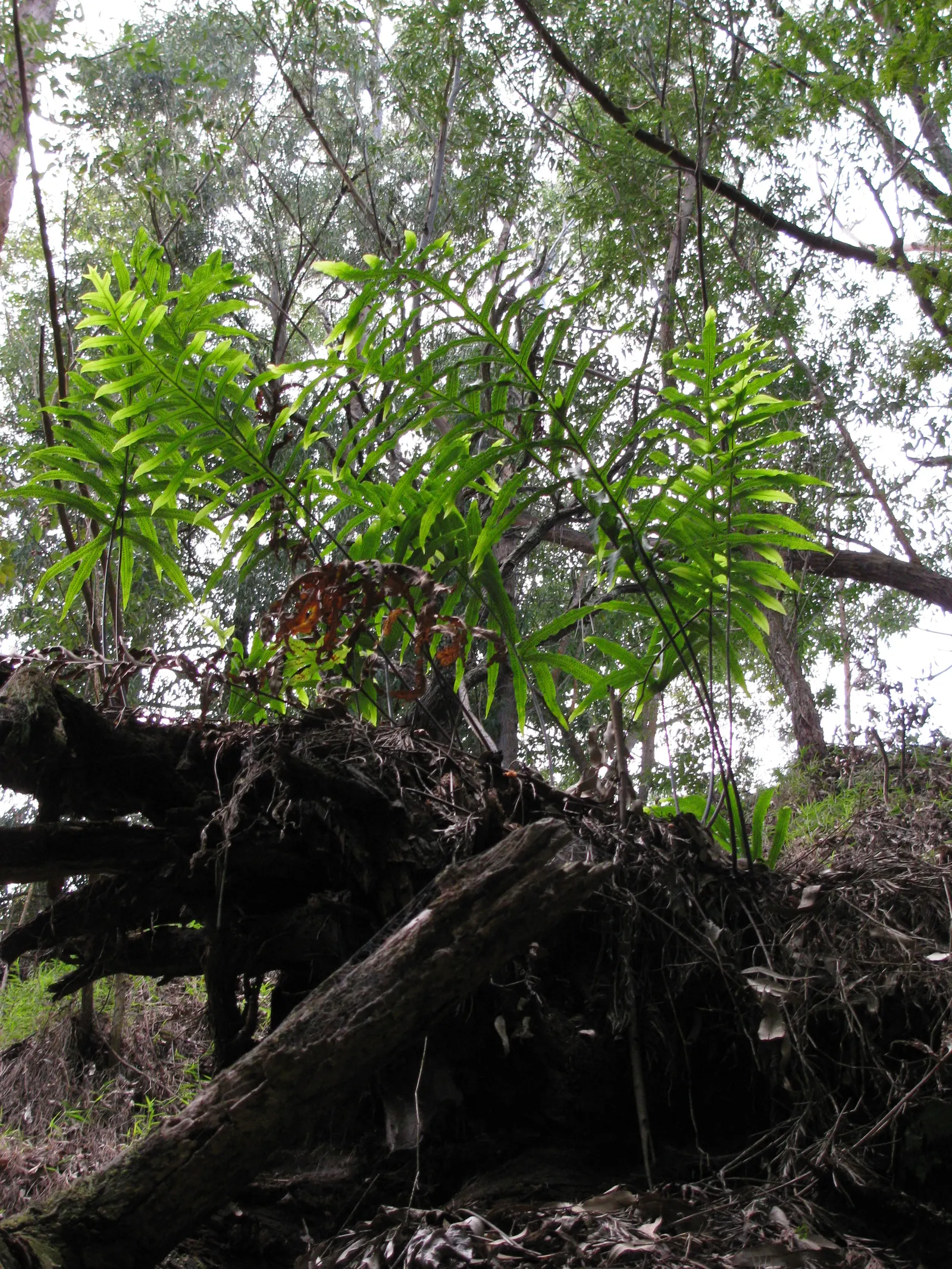 Blue Star Fern (Phlebodium Aureum) — With its unique blue-green foliage; regular misting will help replicate its natural humid environment, promoting lush