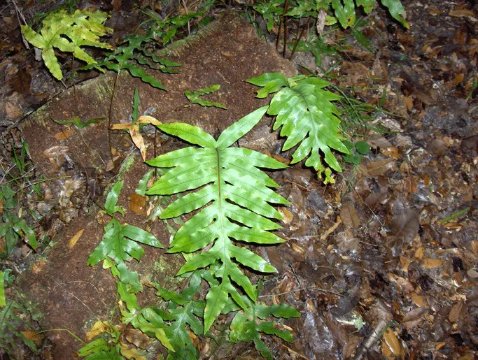 Blue Star Fern (Phlebodium Aureum) — deeply lobed fronds that can reach 2-3 feet in length; noteworthy for its ease of care