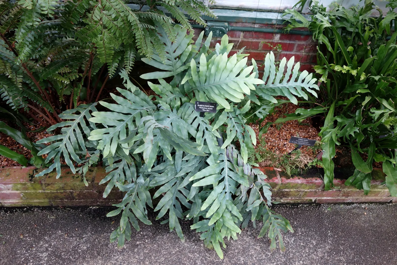 Blue Star Fern (Phlebodium Aureum) — making it an ideal understory plant in the dappled light beneath larger trees or shrubs.<br><br>Typically