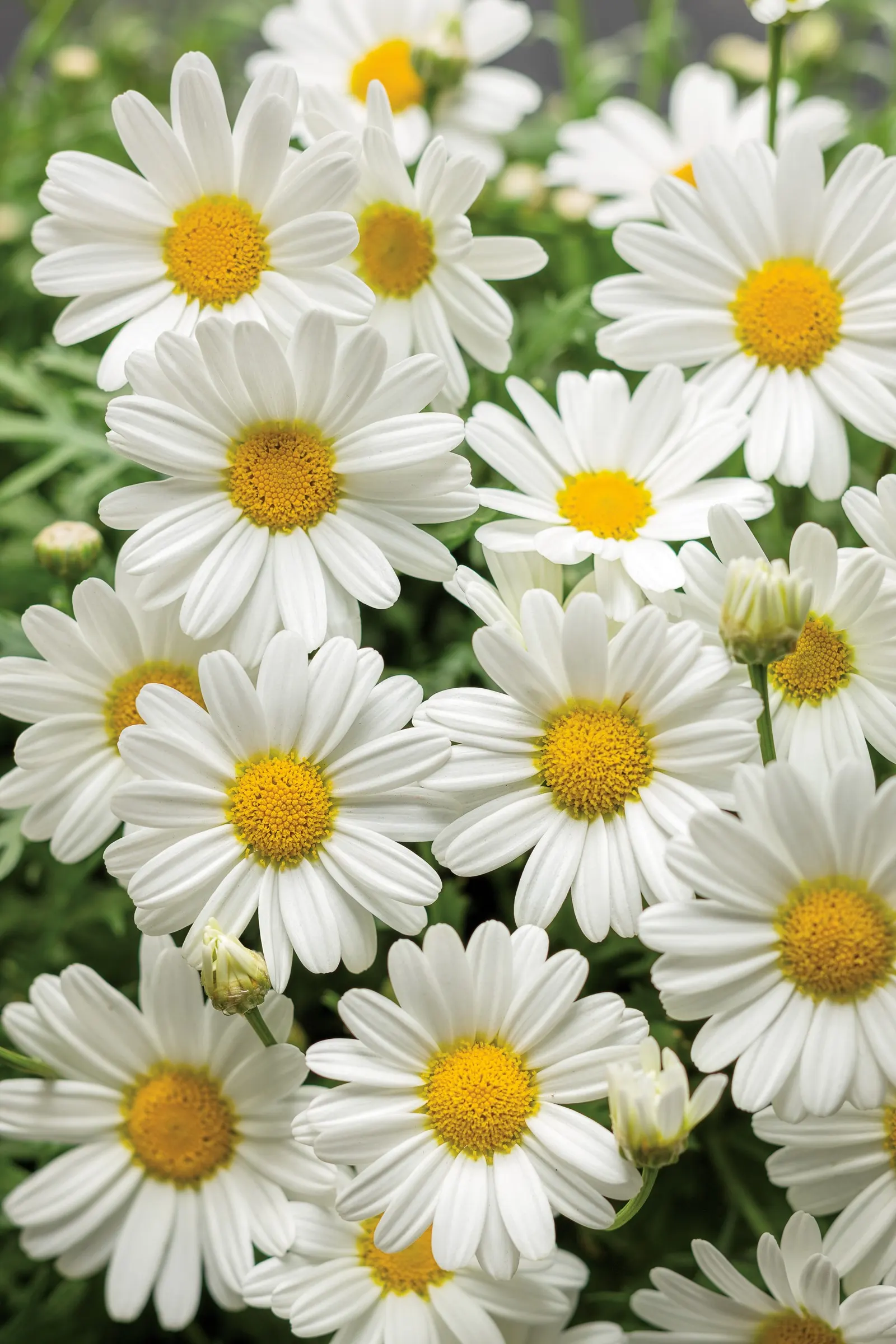 Pure White Butterfly® Marguerite Daisy (Argyranthemum frutescens) — Best in part sun to full sun